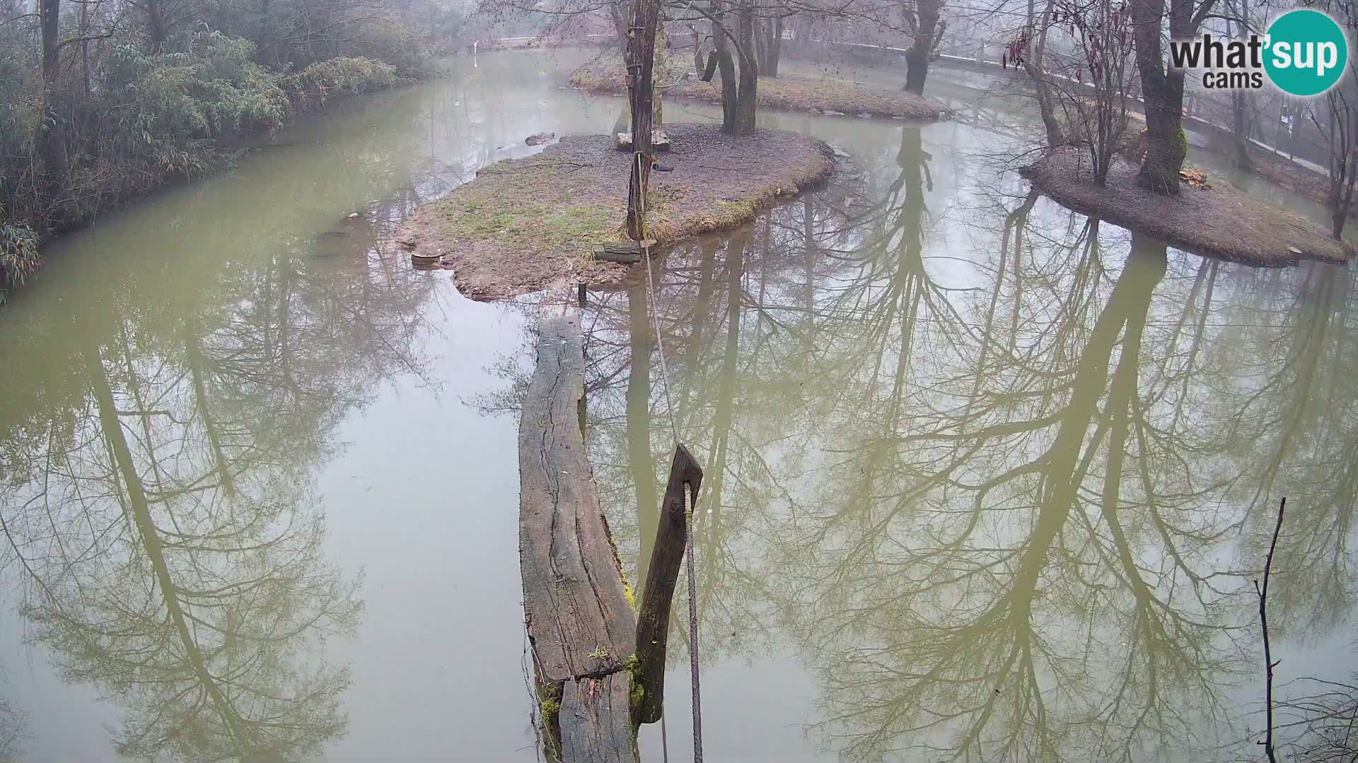 Schwarzweiße Vari Zoo Ljubljana webcam