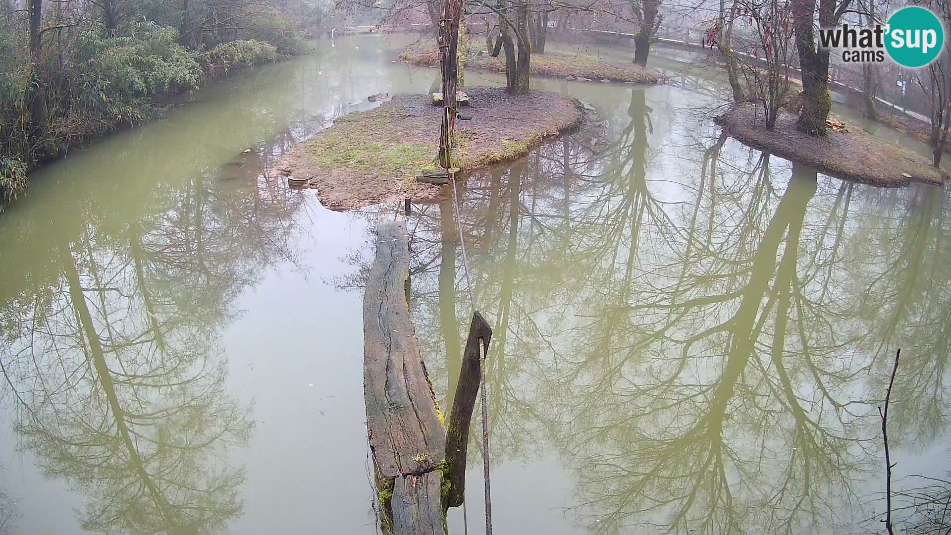 Navadni vari v živo – Ljubljana živalski vrt