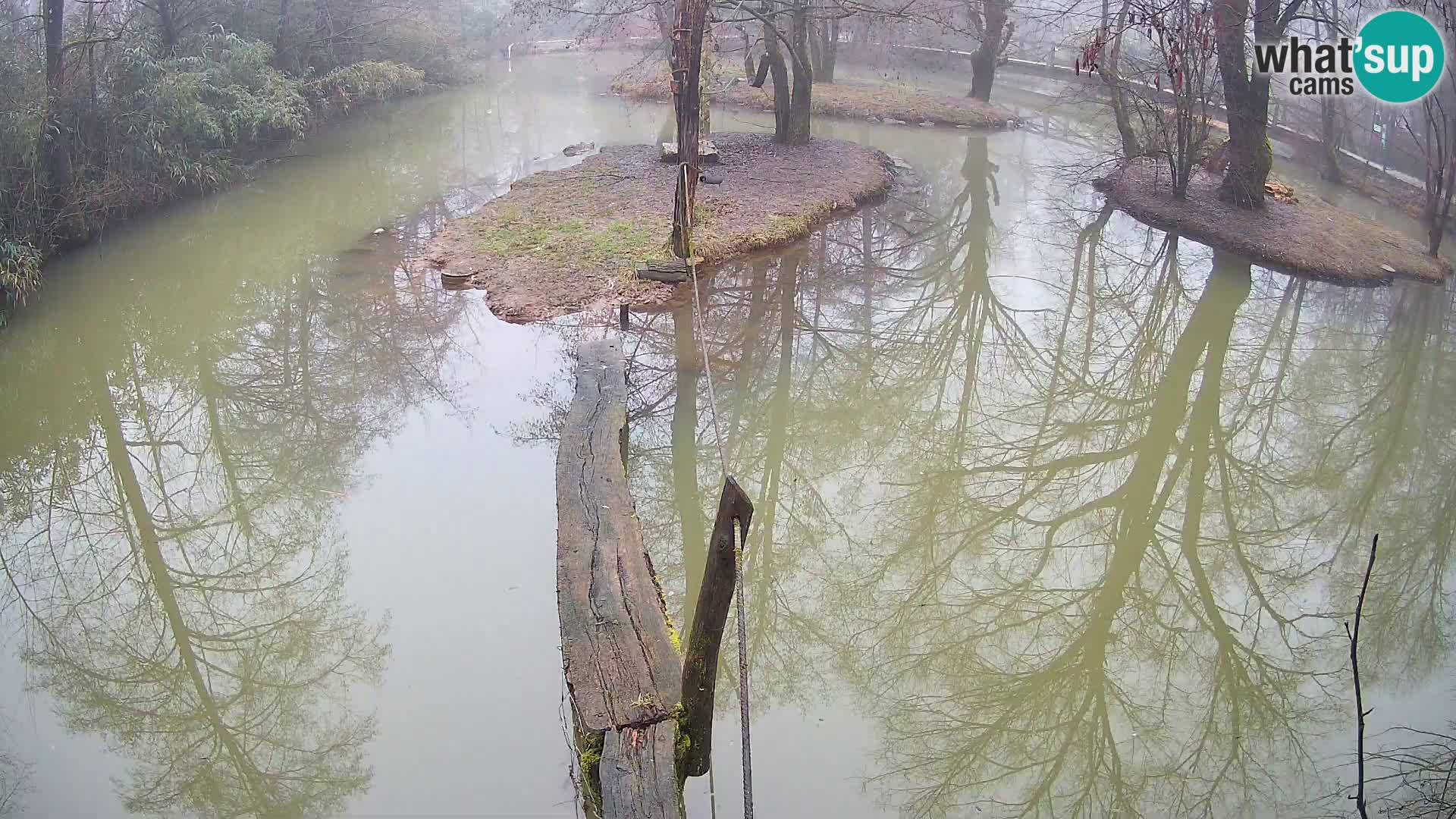 Schwarzweiße Vari Zoo Ljubljana webcam
