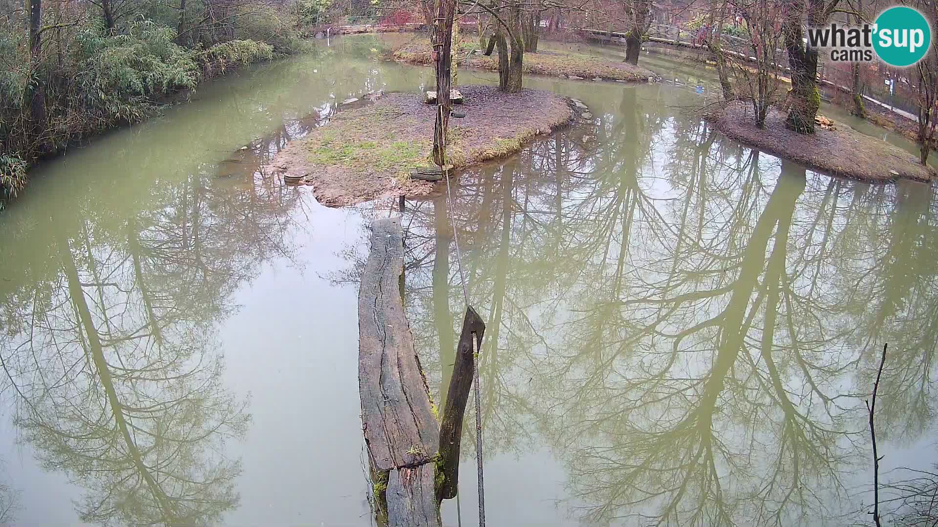 Vari bianconero Zoo Ljubljana webcam