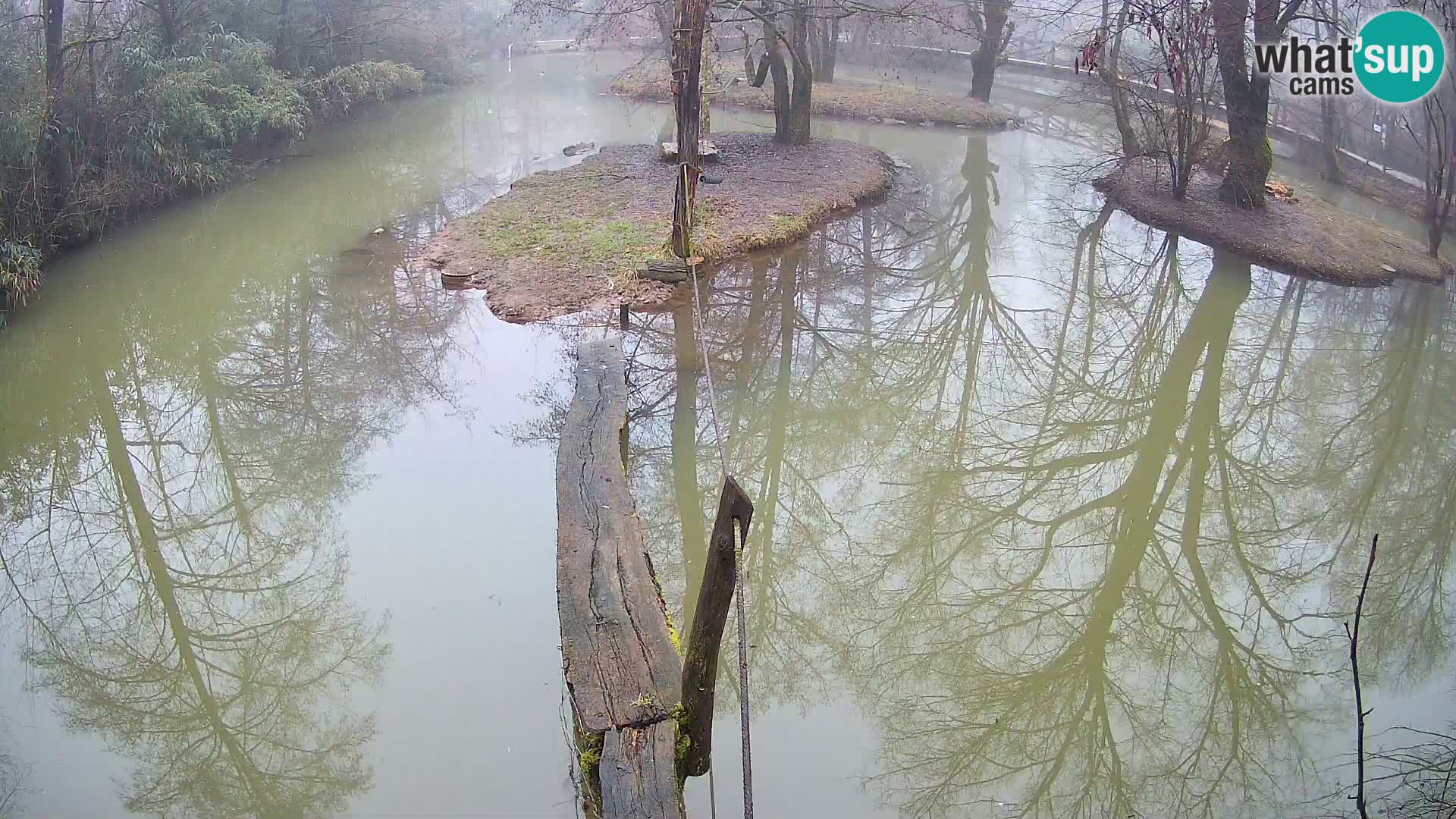 Vari noir et blanc – Ljubljana ZOO  livecam