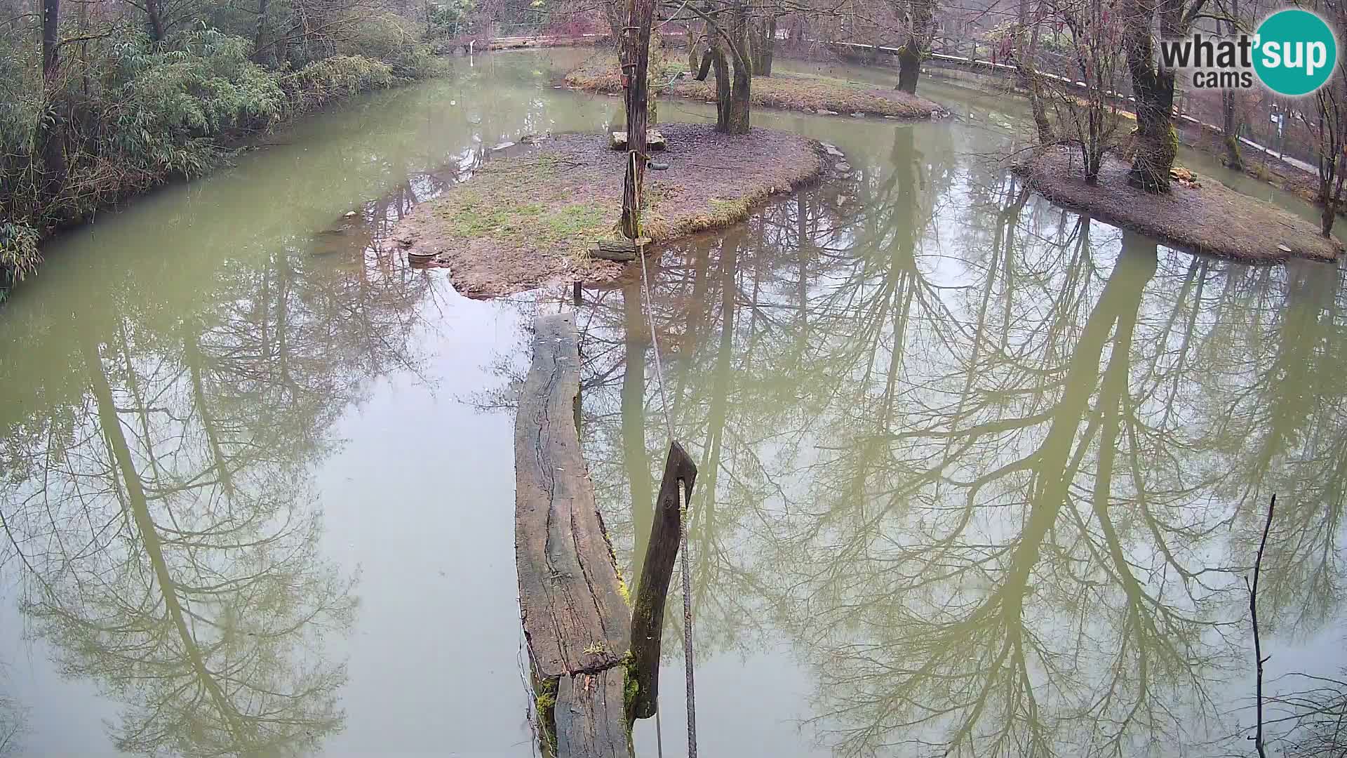 Vari noir et blanc – Ljubljana ZOO  livecam