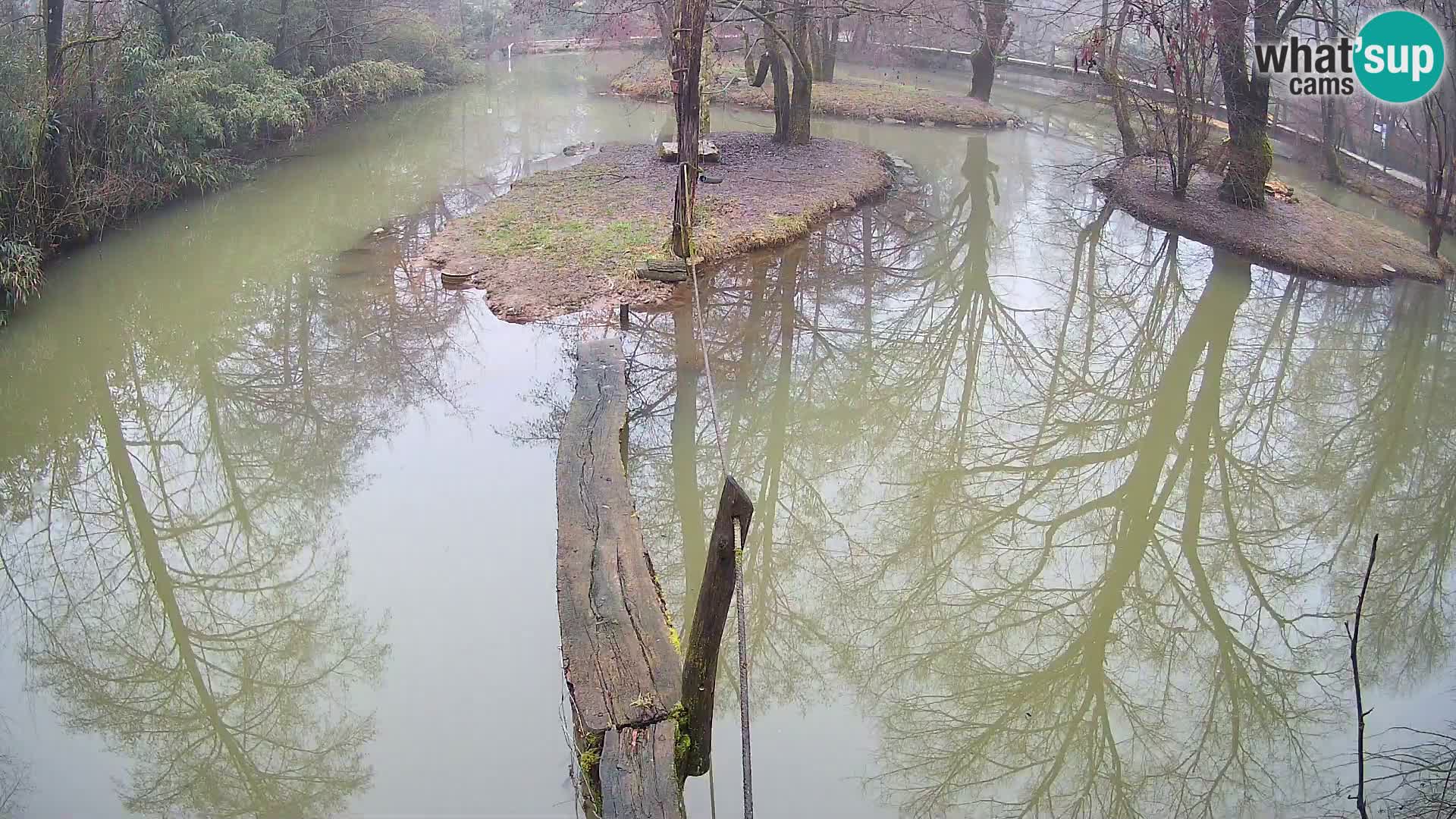 Vari noir et blanc – Ljubljana ZOO  livecam