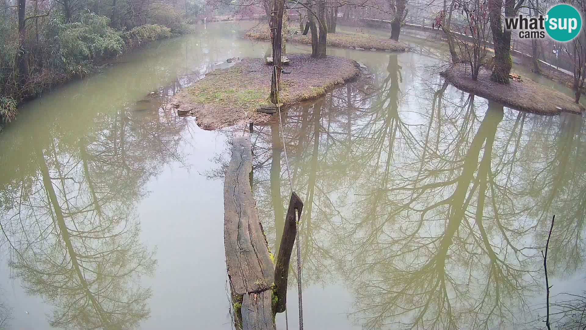 Black and white ruffed lemur Ljubljana Zoo live cam