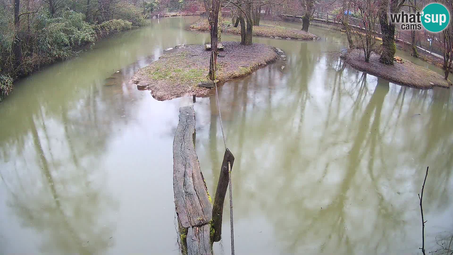 Vari noir et blanc – Ljubljana ZOO  livecam