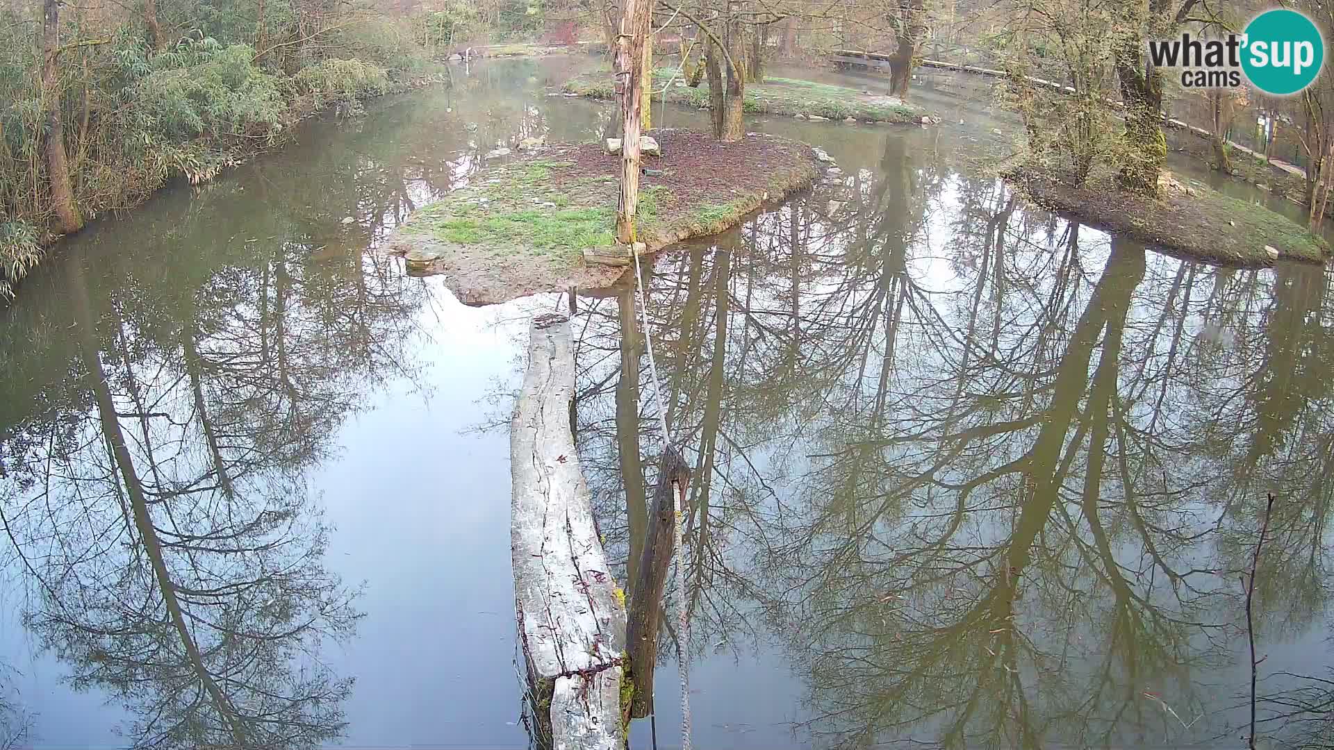Navadni vari u živo – Ljubljana zoo