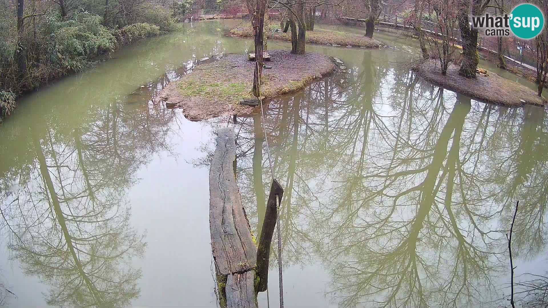 Vari noir et blanc – Ljubljana ZOO  livecam