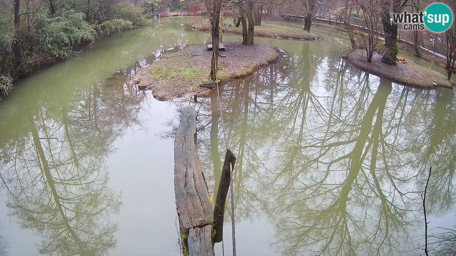Schwarzweiße Vari Zoo Ljubljana webcam