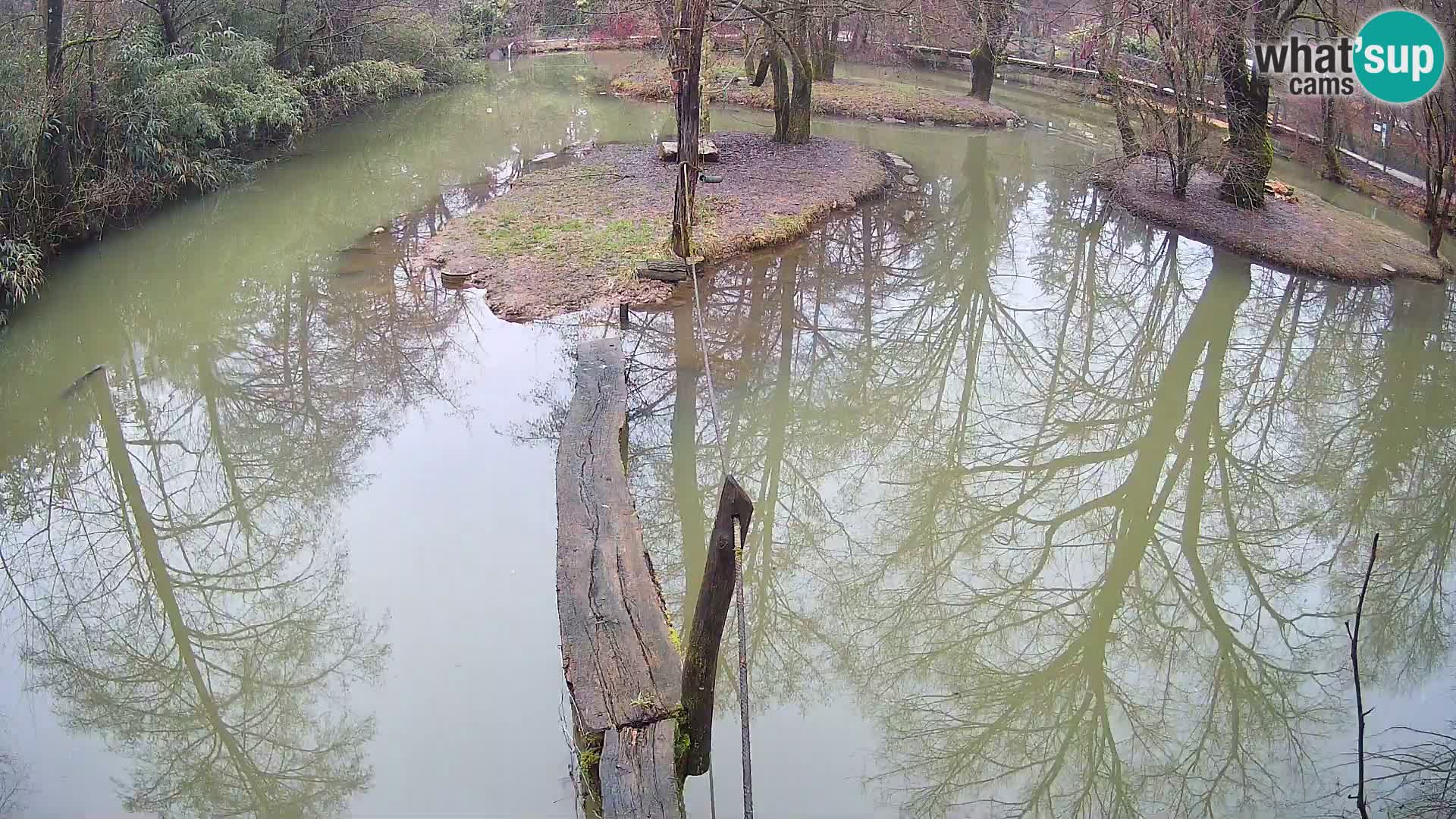 Vari bianconero Zoo Ljubljana webcam