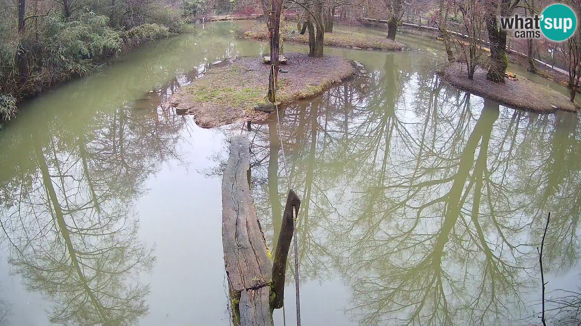 Schwarzweiße Vari Zoo Ljubljana webcam