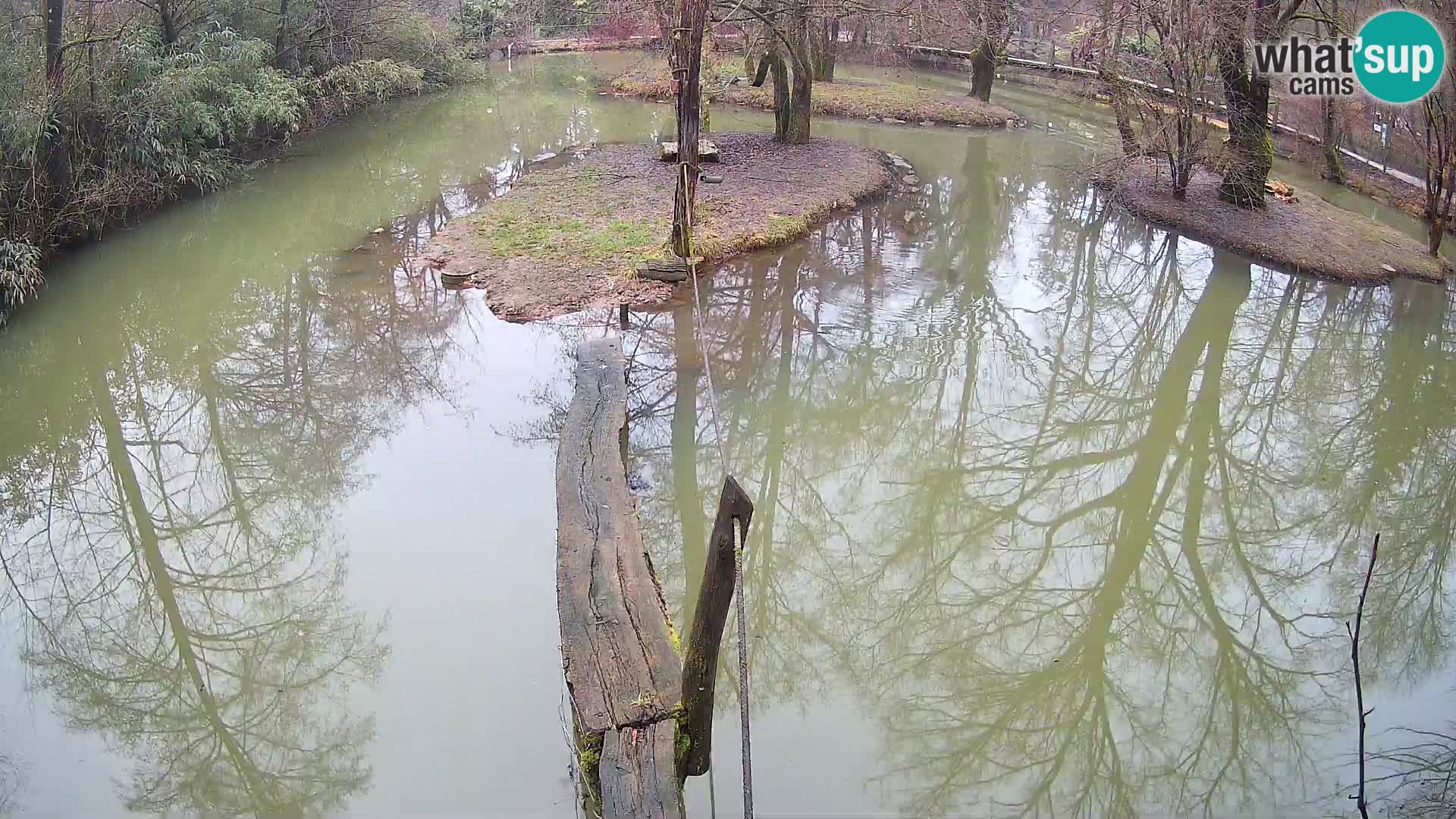 Schwarzweiße Vari Zoo Ljubljana webcam