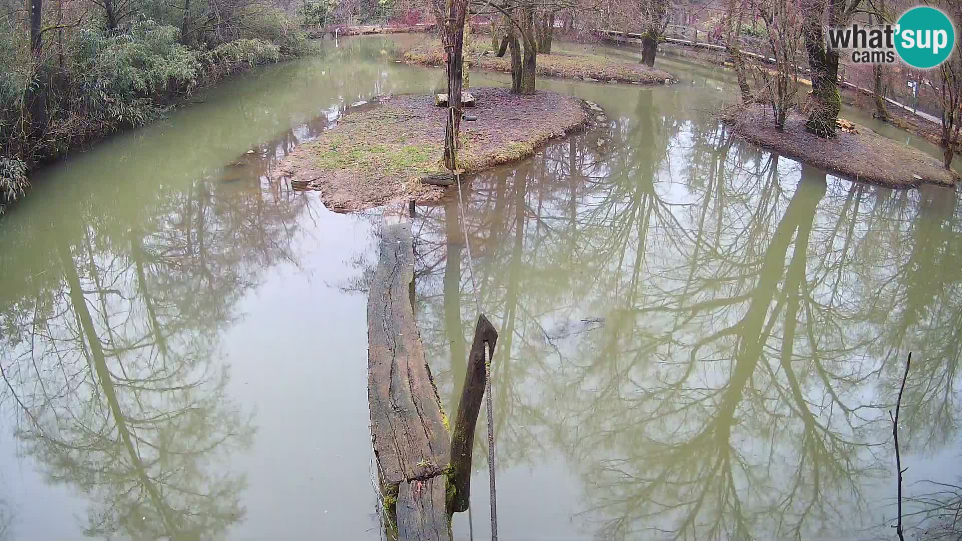 Schwarzweiße Vari Zoo Ljubljana webcam