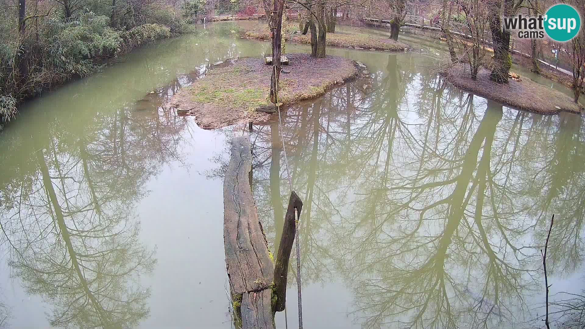 Navadni vari u živo – Ljubljana zoo