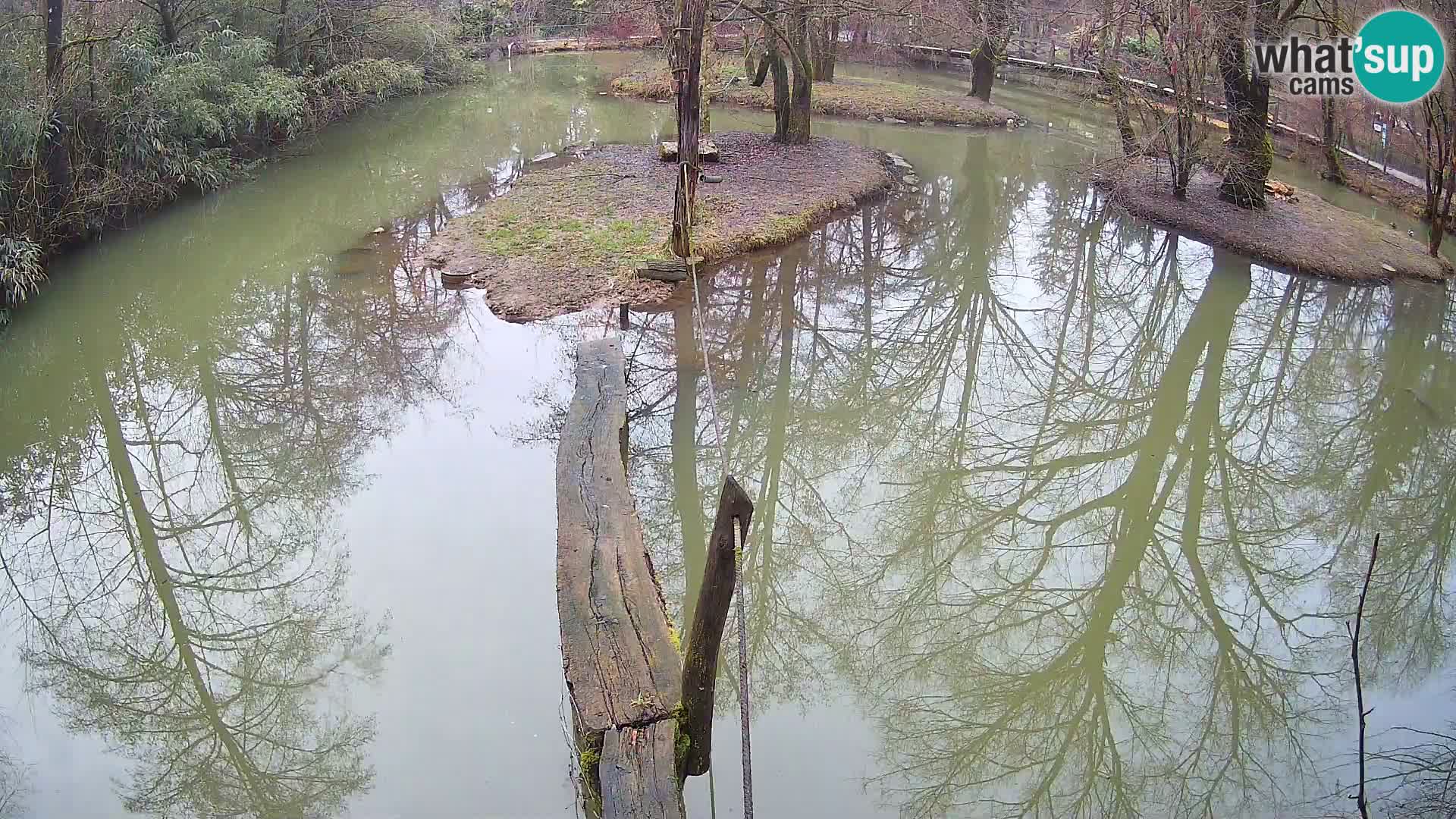 Black and white ruffed lemur Ljubljana Zoo live cam