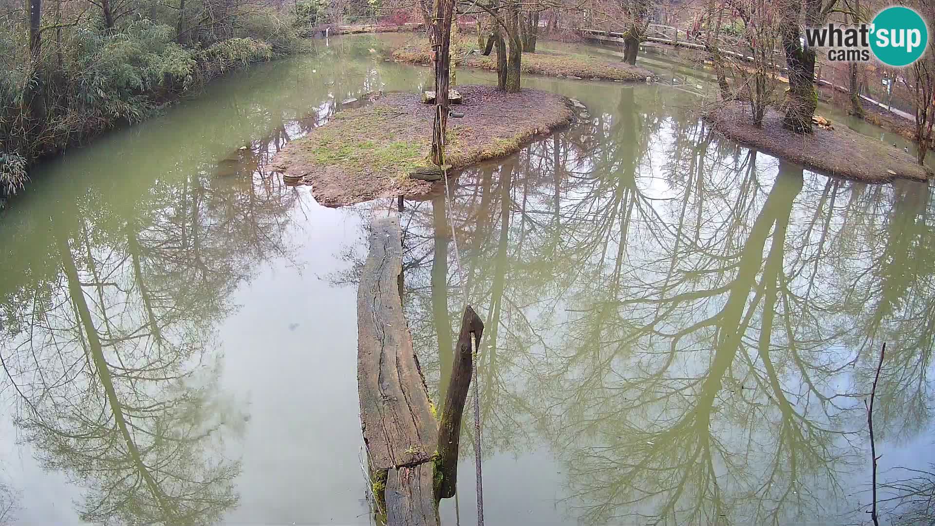 Navadni vari u živo – Ljubljana zoo