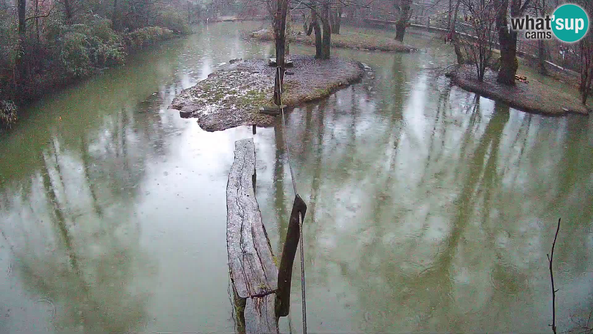 Black and white ruffed lemur Ljubljana Zoo live cam