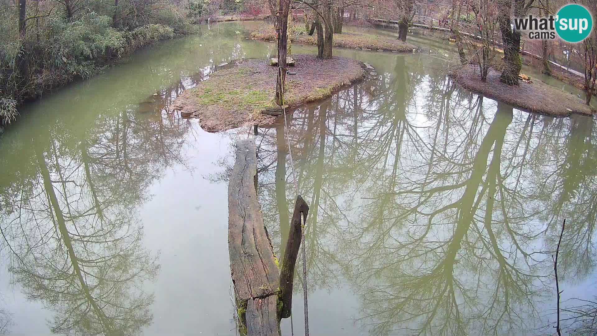 Vari noir et blanc – Ljubljana ZOO  livecam