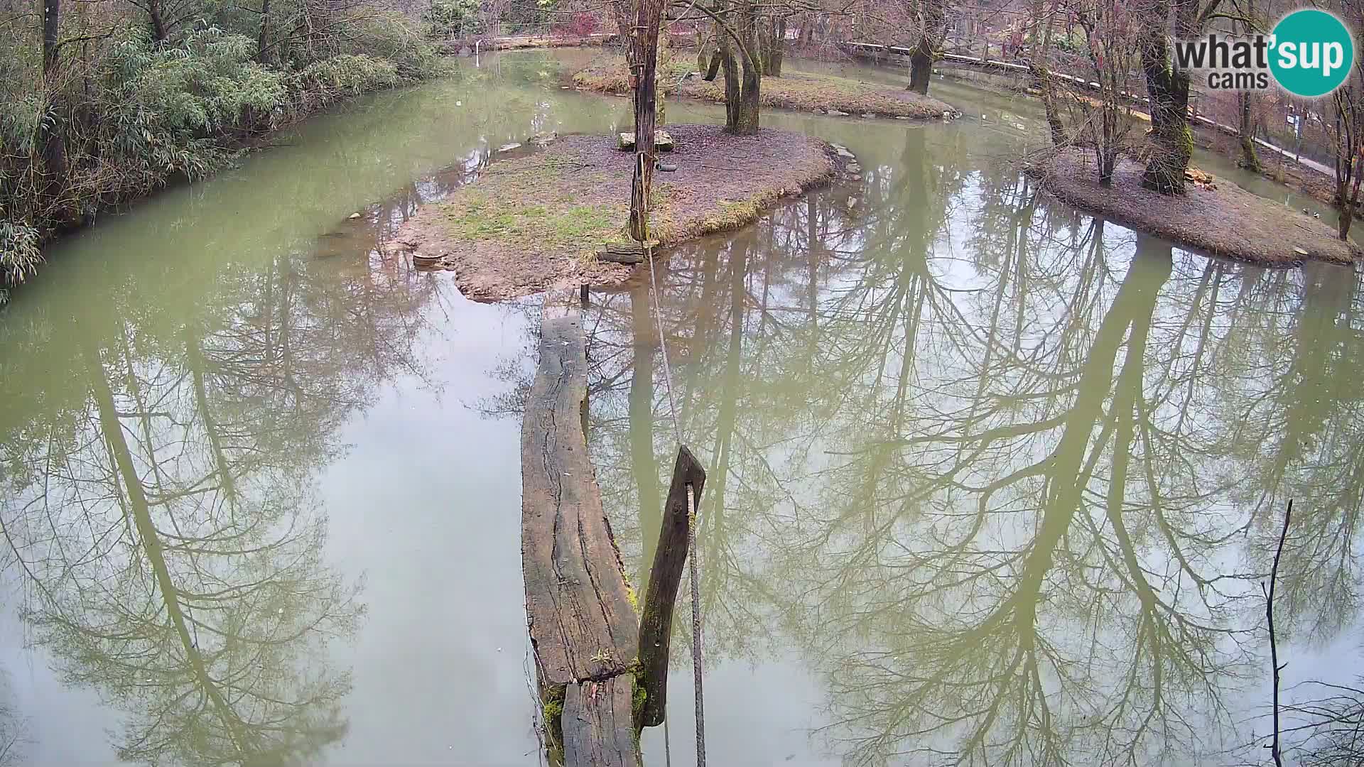 Navadni vari v živo – Ljubljana živalski vrt
