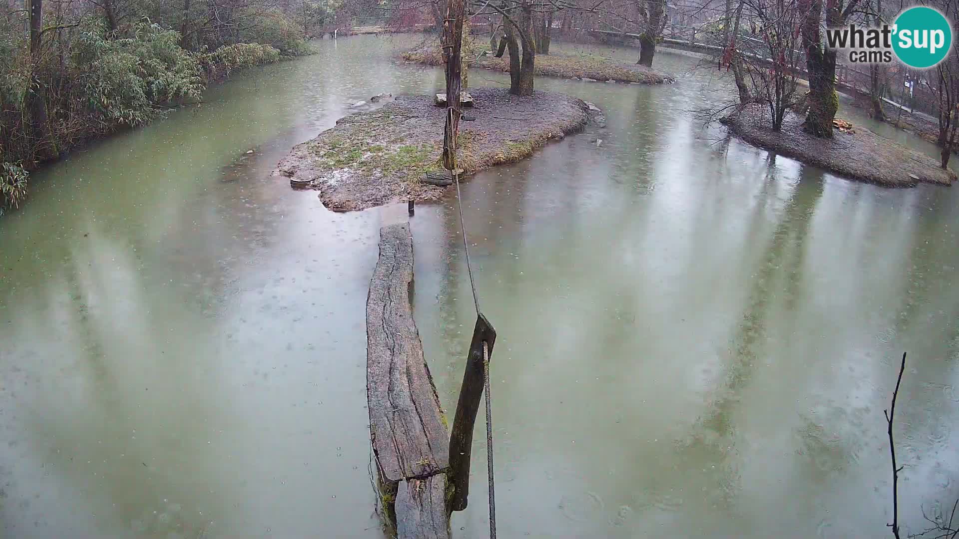 Vari noir et blanc – Ljubljana ZOO  livecam