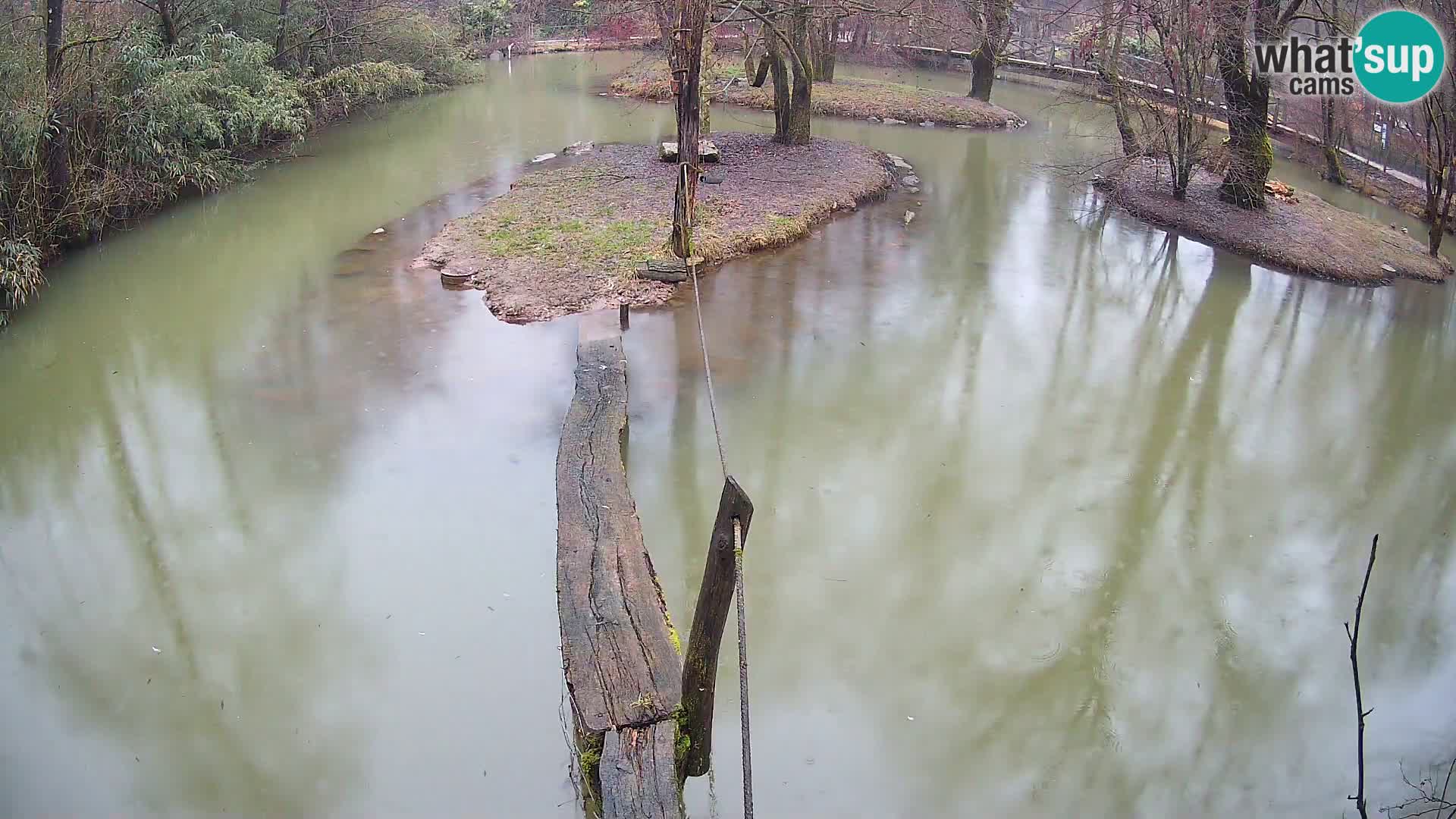 Lémur rufo blanco y negro – Ljubljana Zoo en vivo