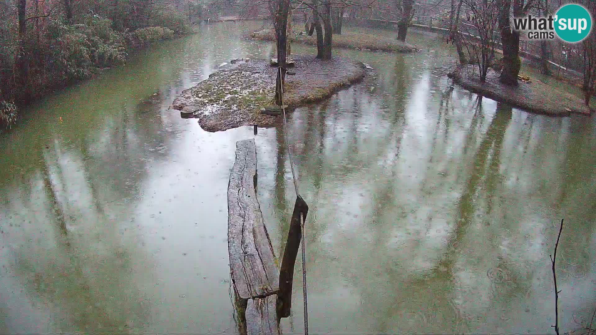 Lémur rufo blanco y negro – Ljubljana Zoo en vivo
