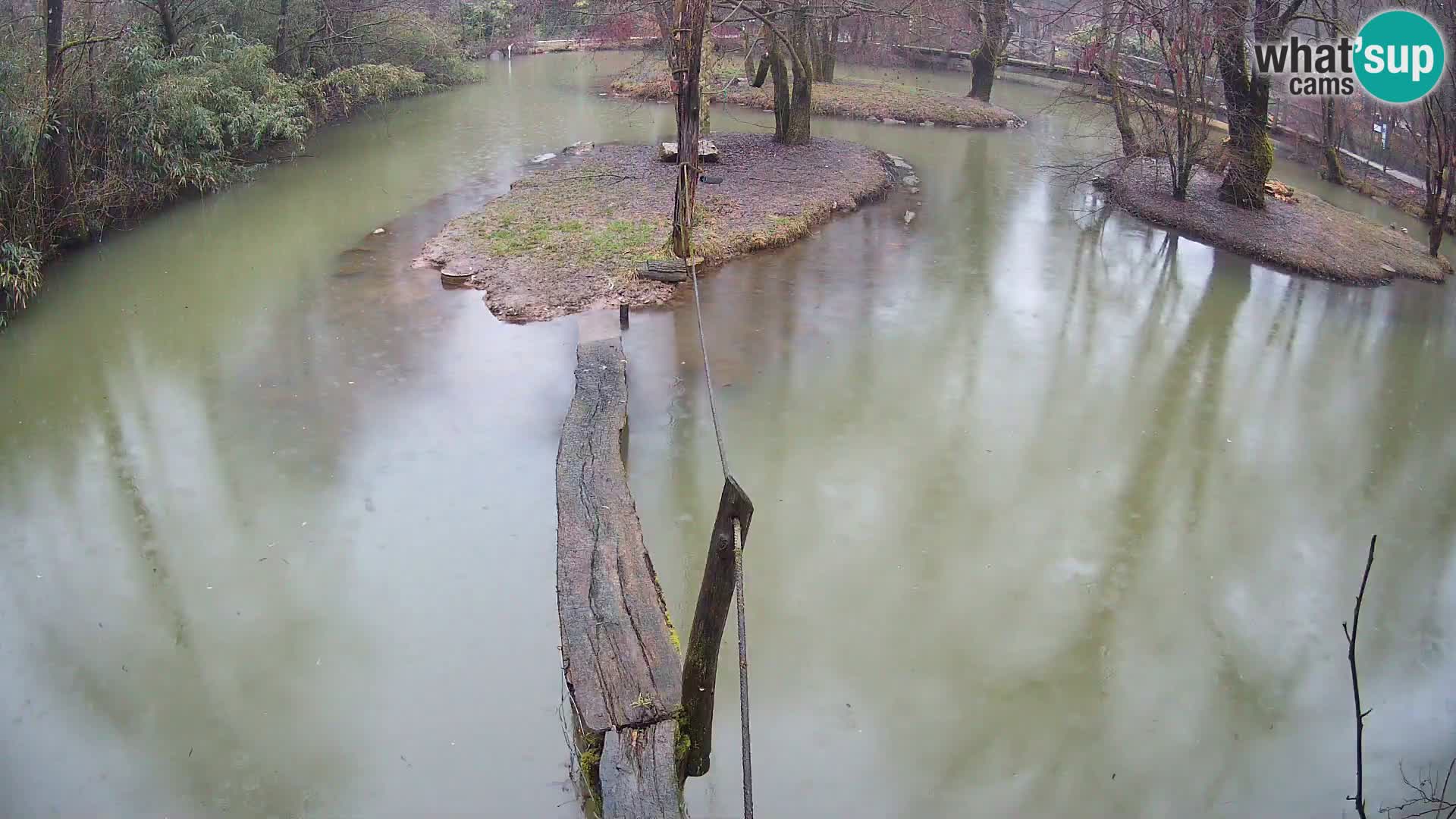 Navadni vari v živo – Ljubljana živalski vrt