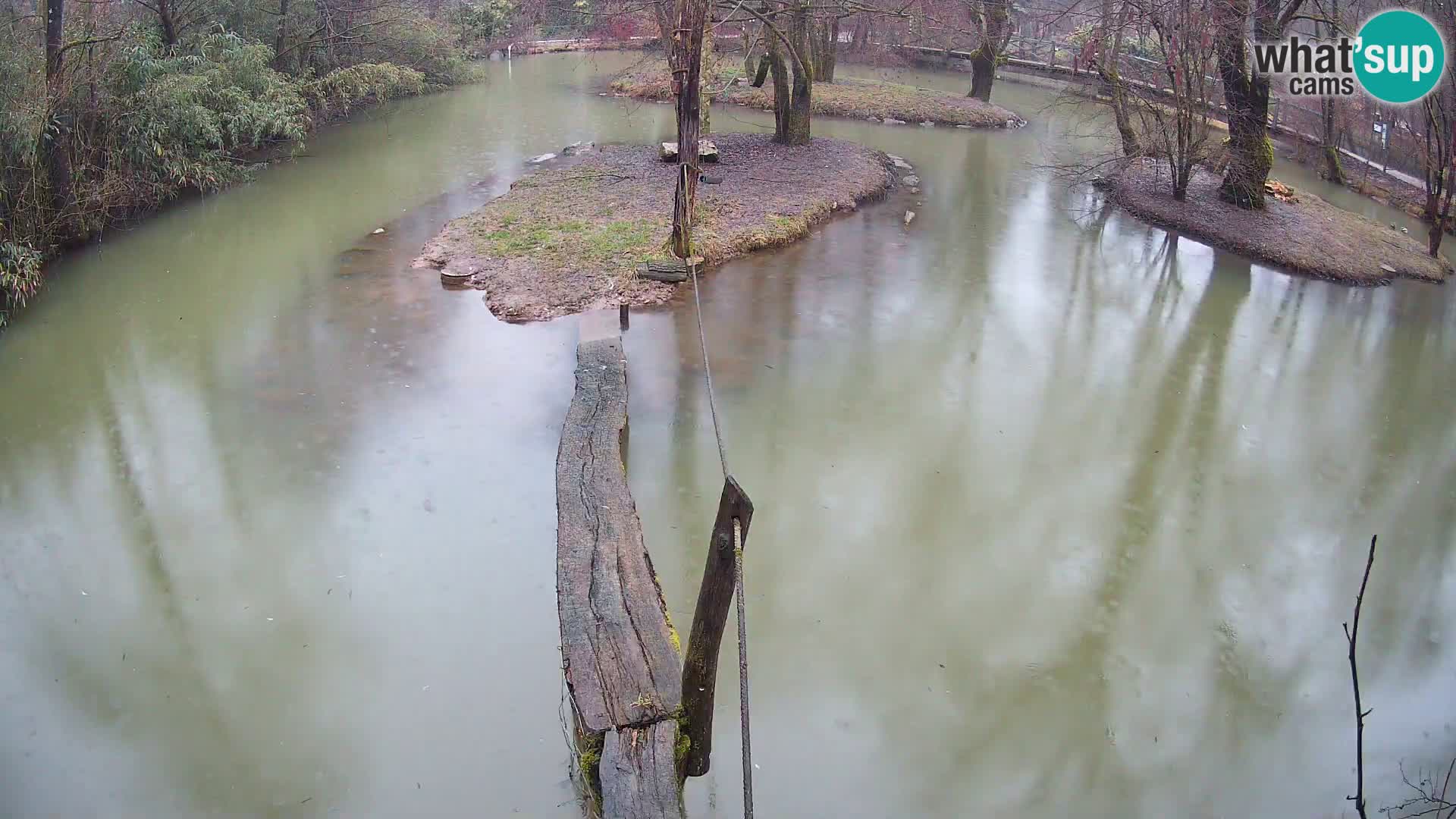 Lémur rufo blanco y negro – Ljubljana Zoo en vivo