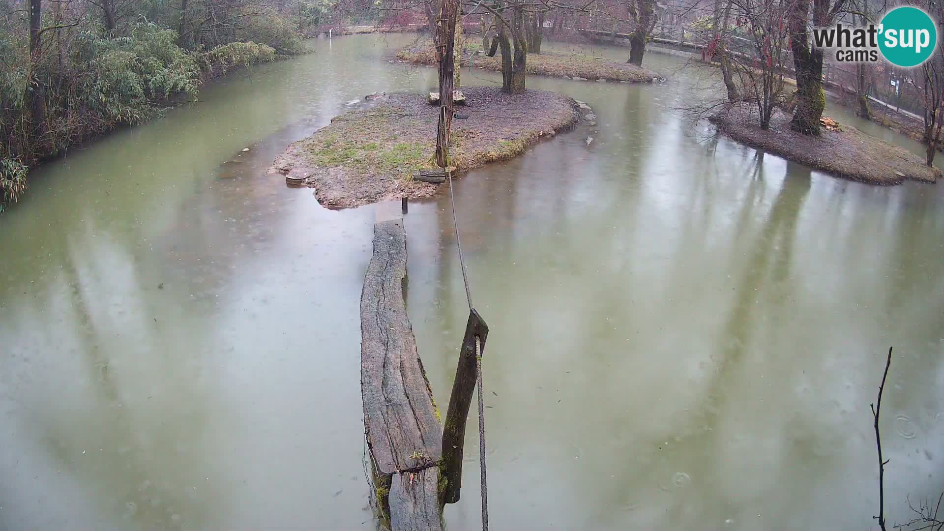 Schwarzweiße Vari Zoo Ljubljana webcam