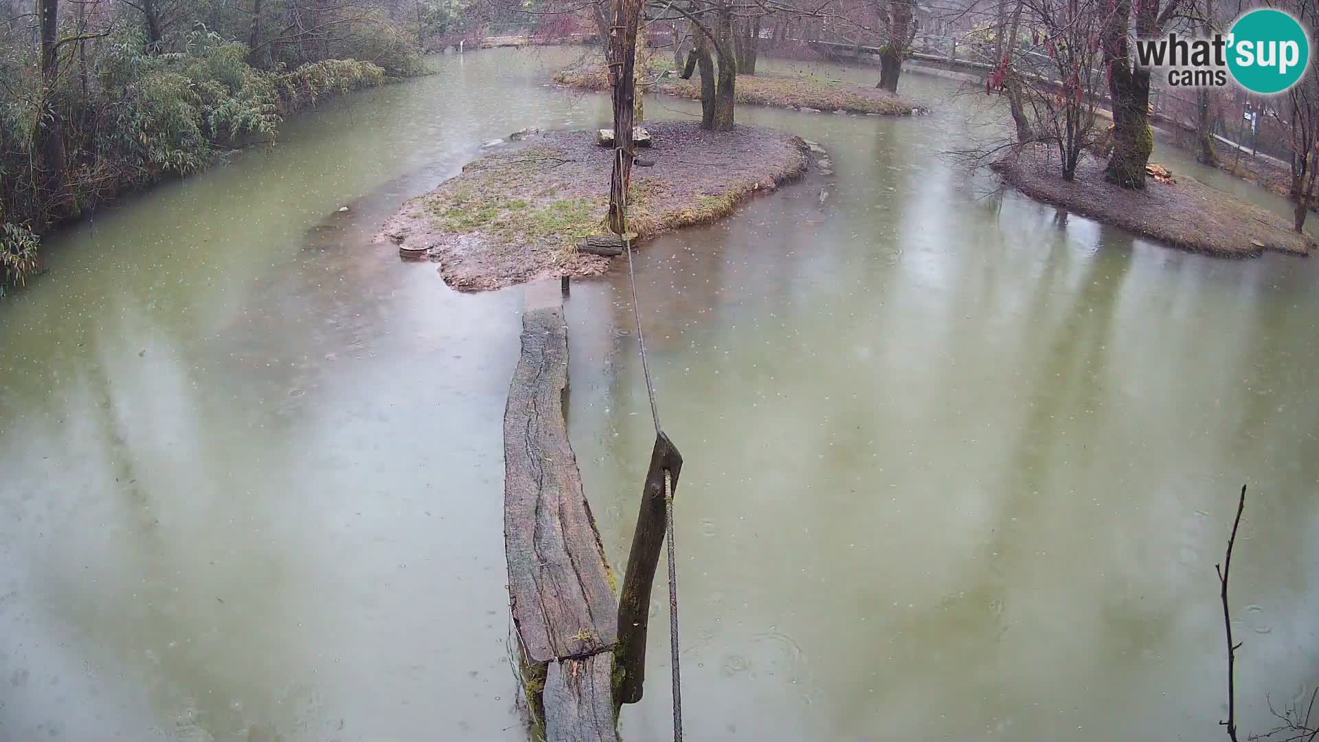 Schwarzweiße Vari Zoo Ljubljana webcam