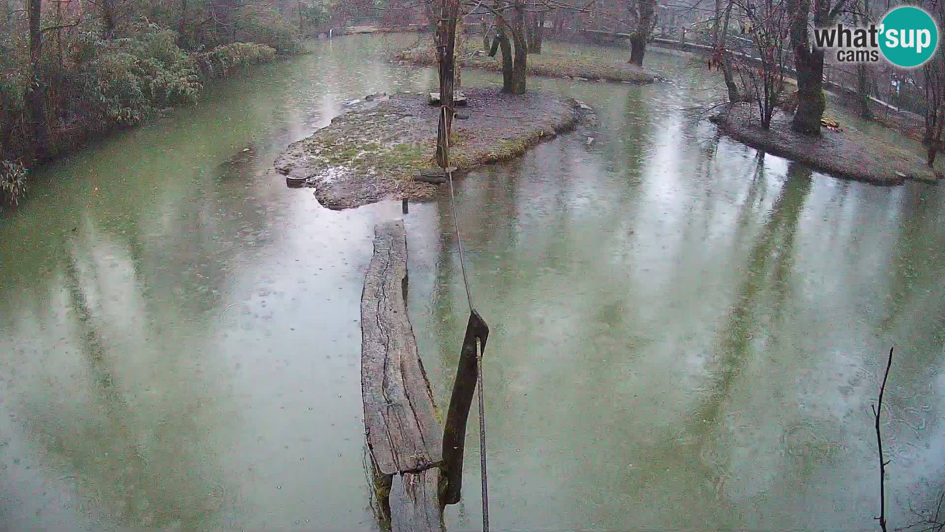 Navadni vari v živo – Ljubljana živalski vrt