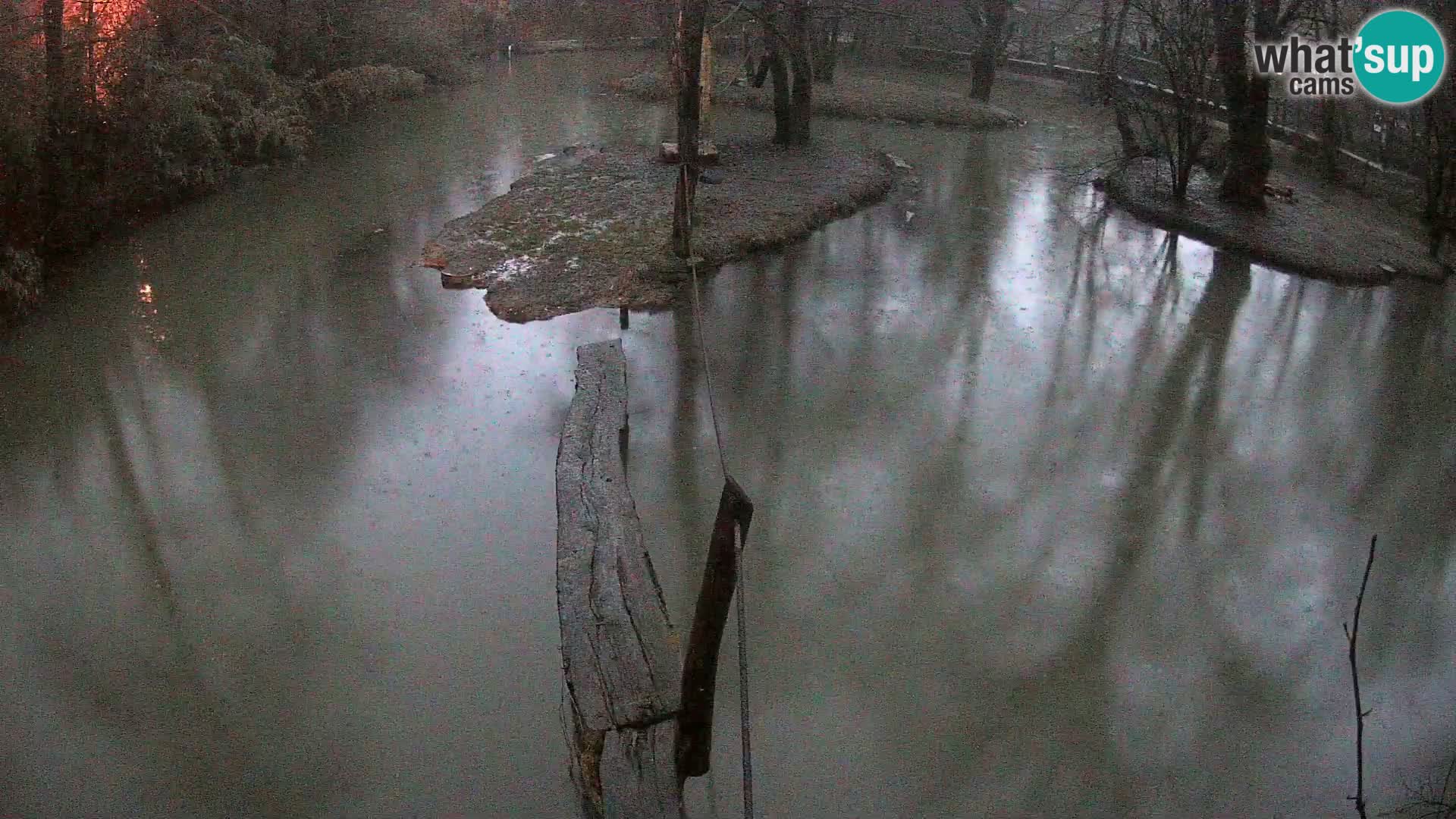 Vari bianconero Zoo Ljubljana webcam