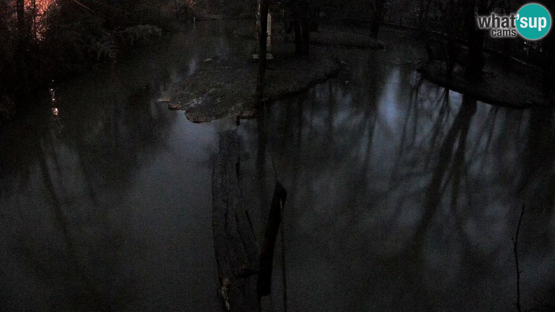 Navadni vari v živo – Ljubljana živalski vrt