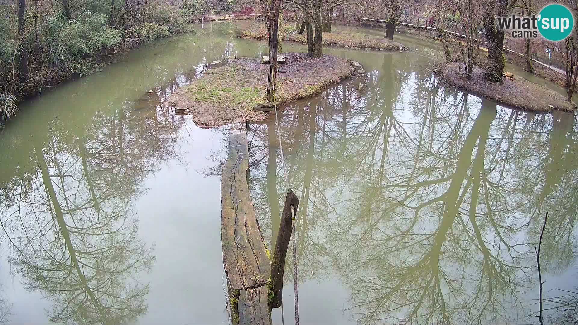 Navadni vari v živo – Ljubljana živalski vrt
