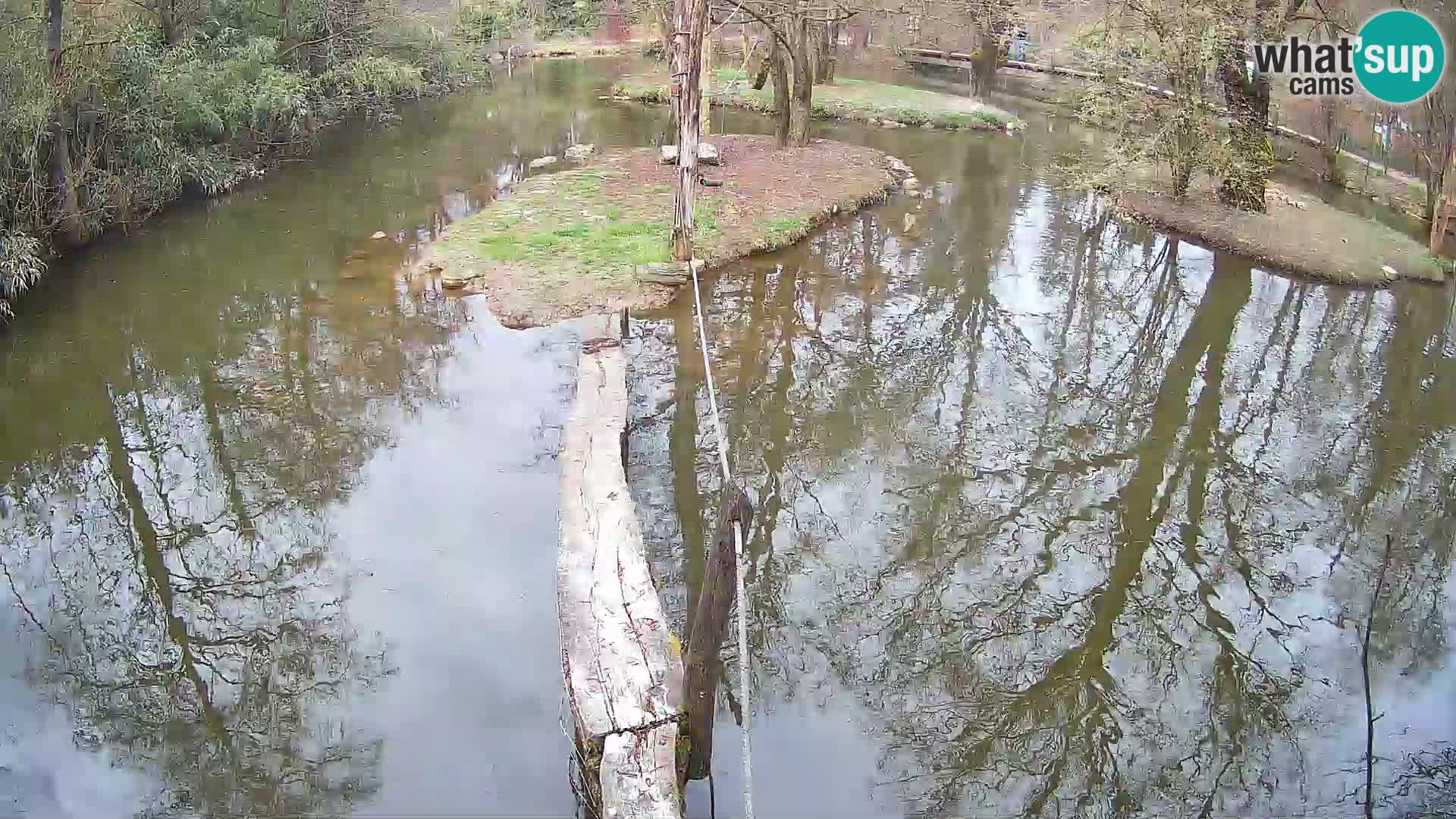 Navadni vari u živo – Ljubljana zoo