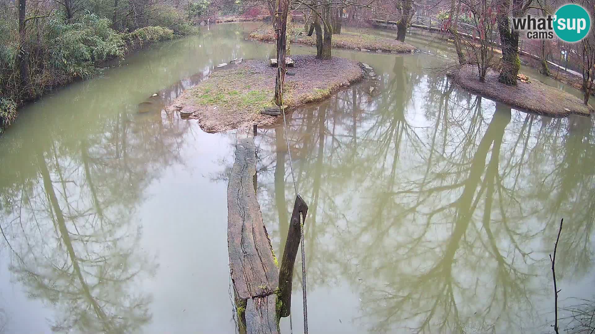 Vari bianconero Zoo Ljubljana webcam