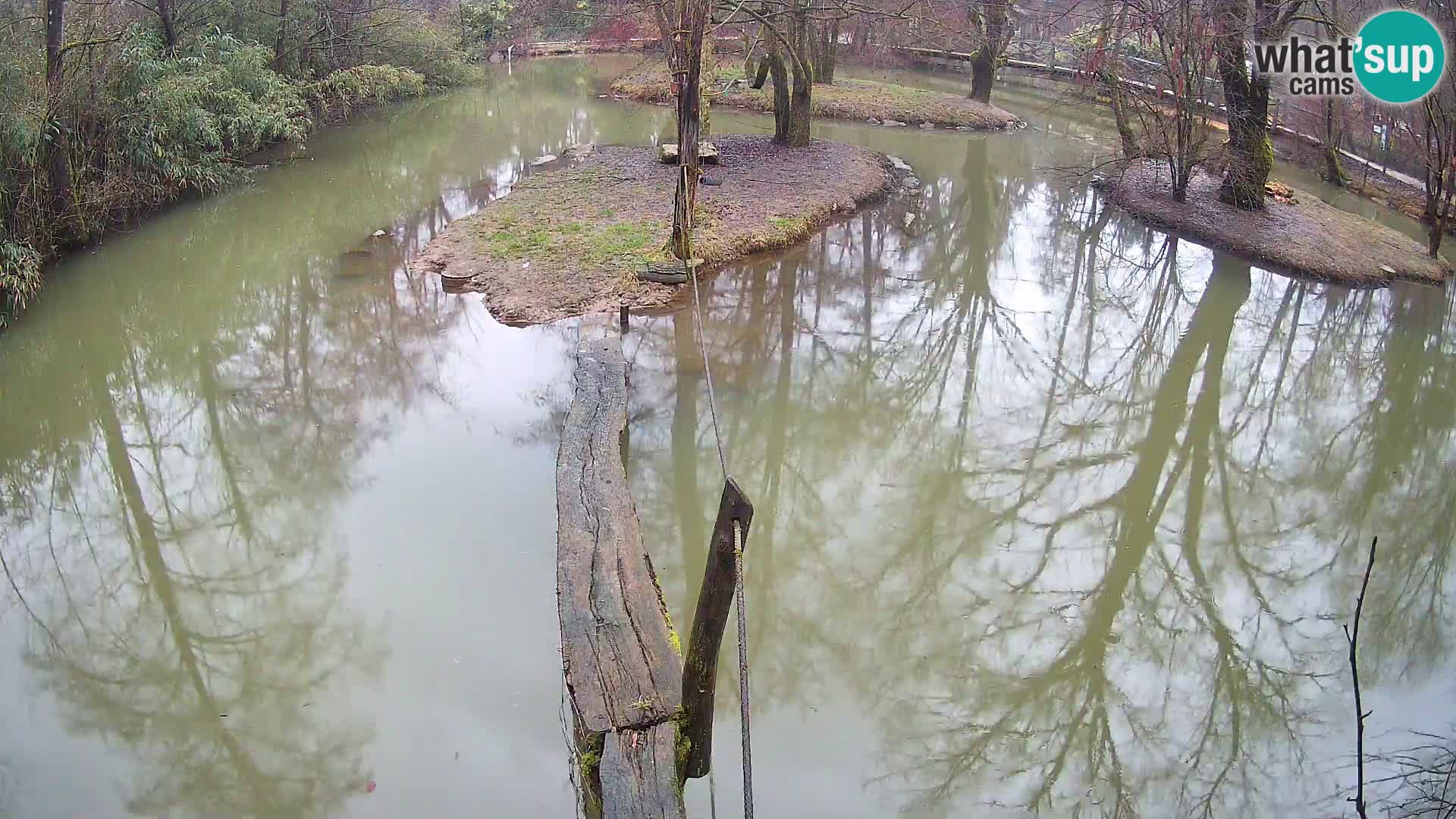 Vari bianconero Zoo Ljubljana webcam