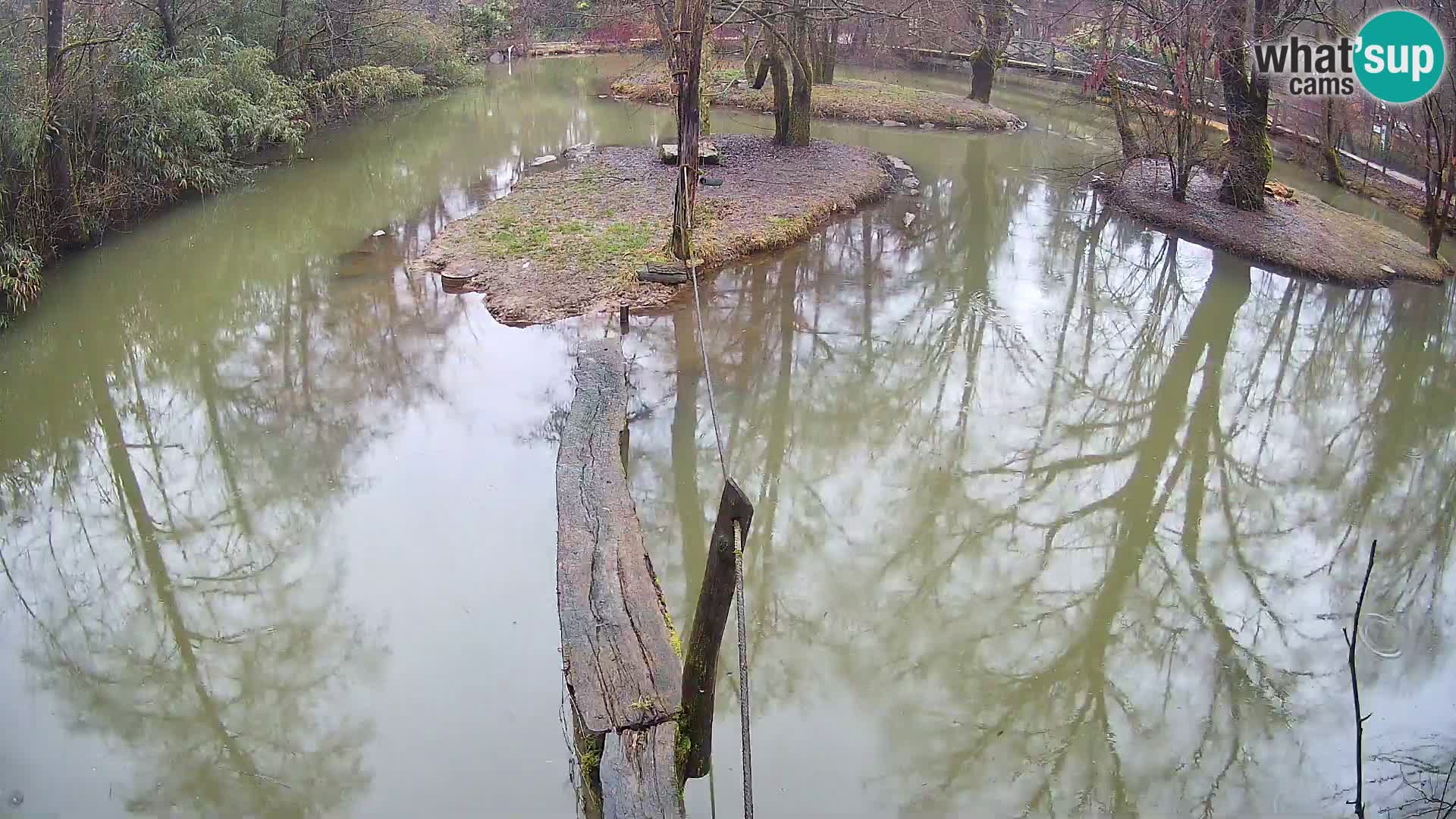 Navadni vari u živo – Ljubljana zoo