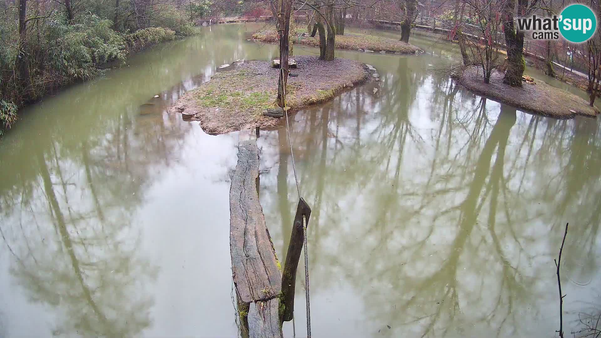 Vari bianconero Zoo Ljubljana webcam