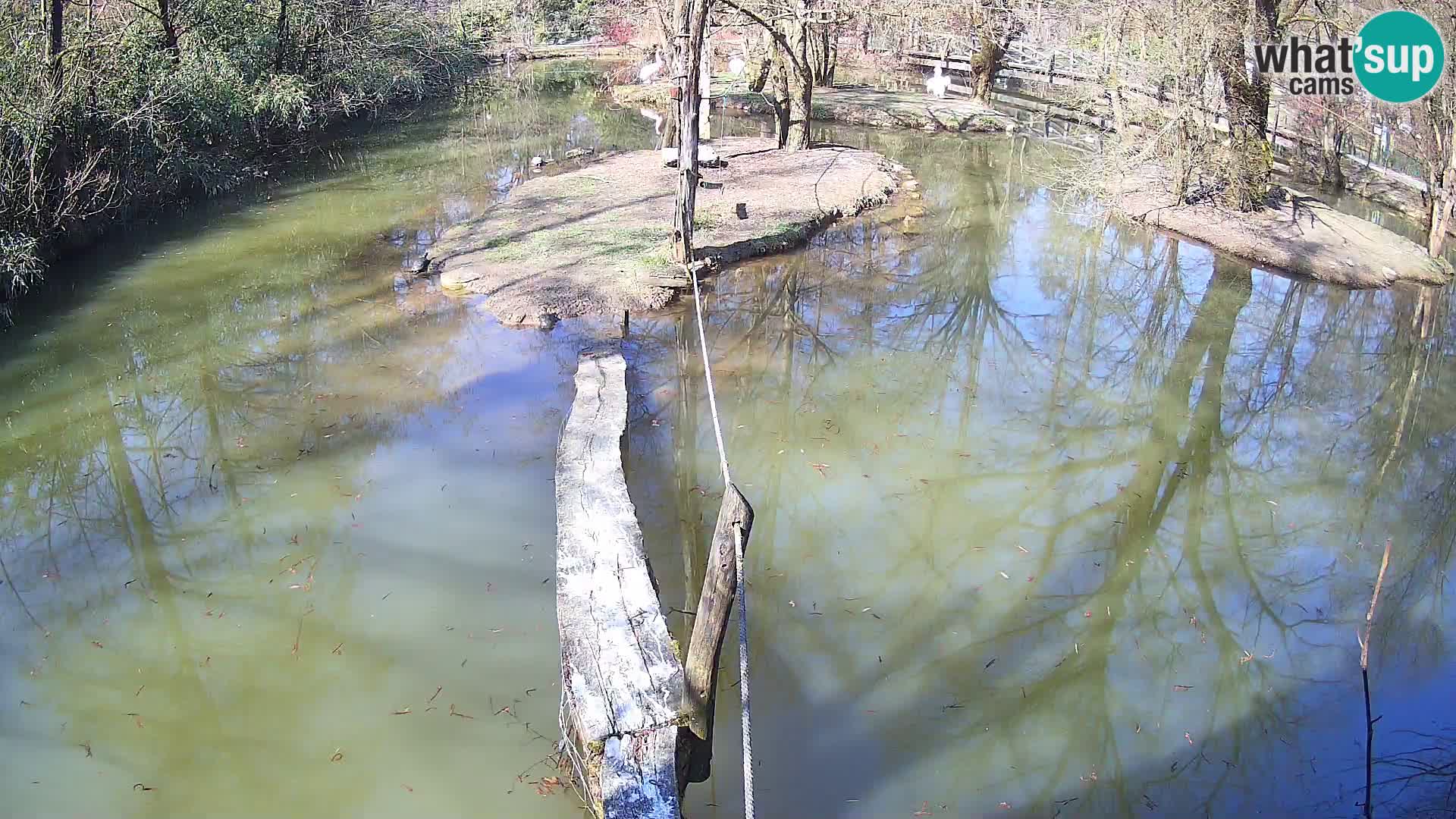 Black and white ruffed lemur Ljubljana Zoo live cam