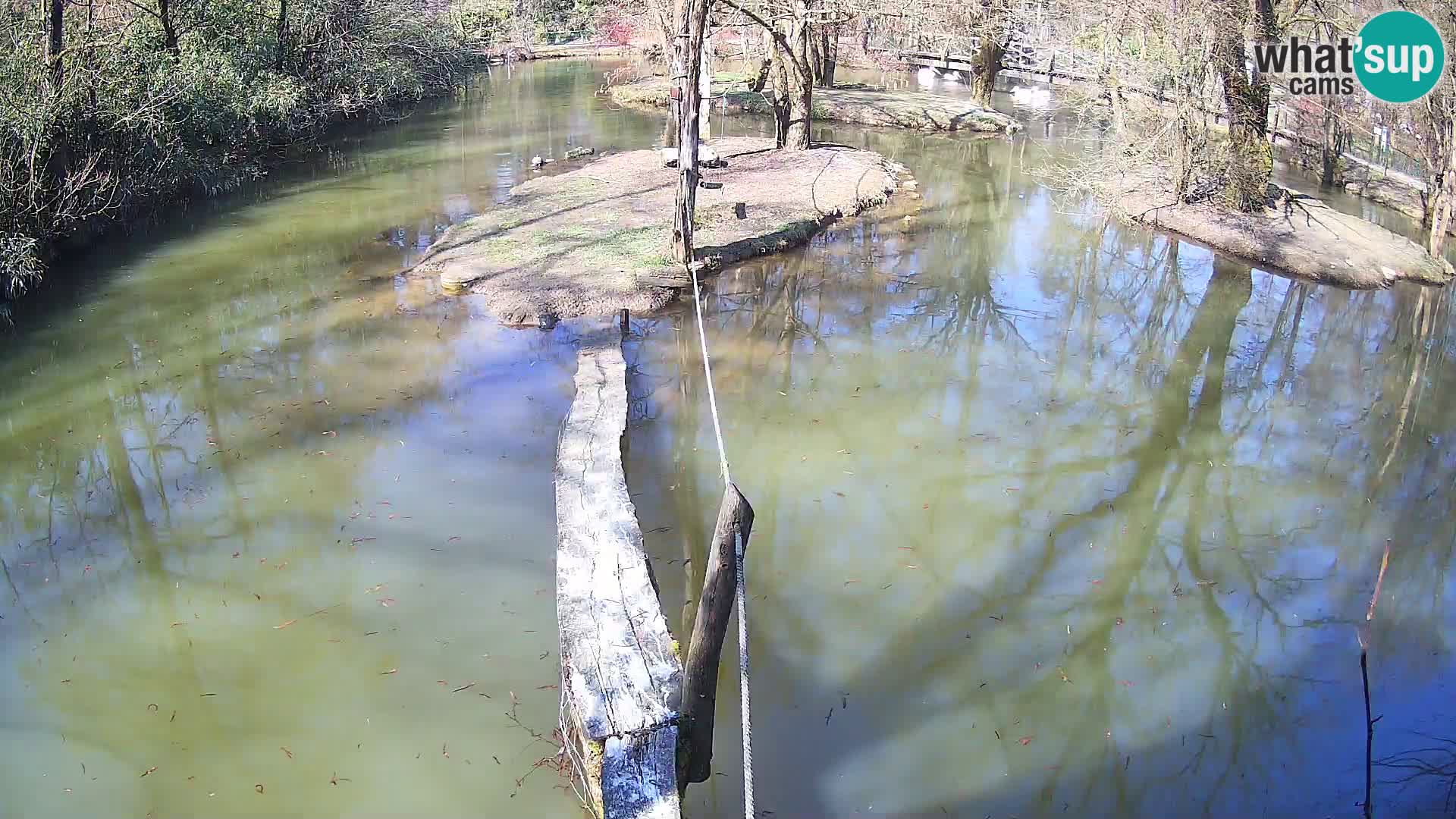 Black and white ruffed lemur Ljubljana Zoo live cam