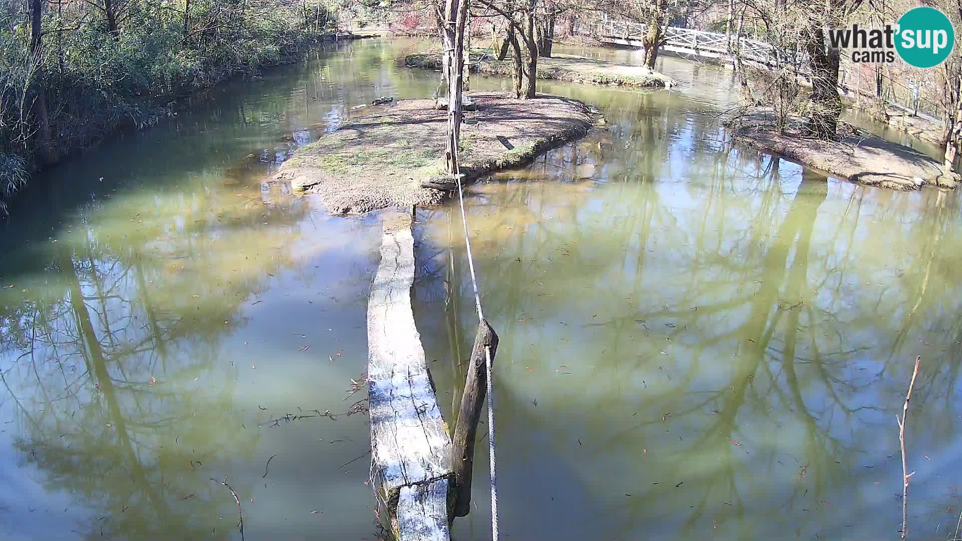 Navadni vari v živo – Ljubljana živalski vrt