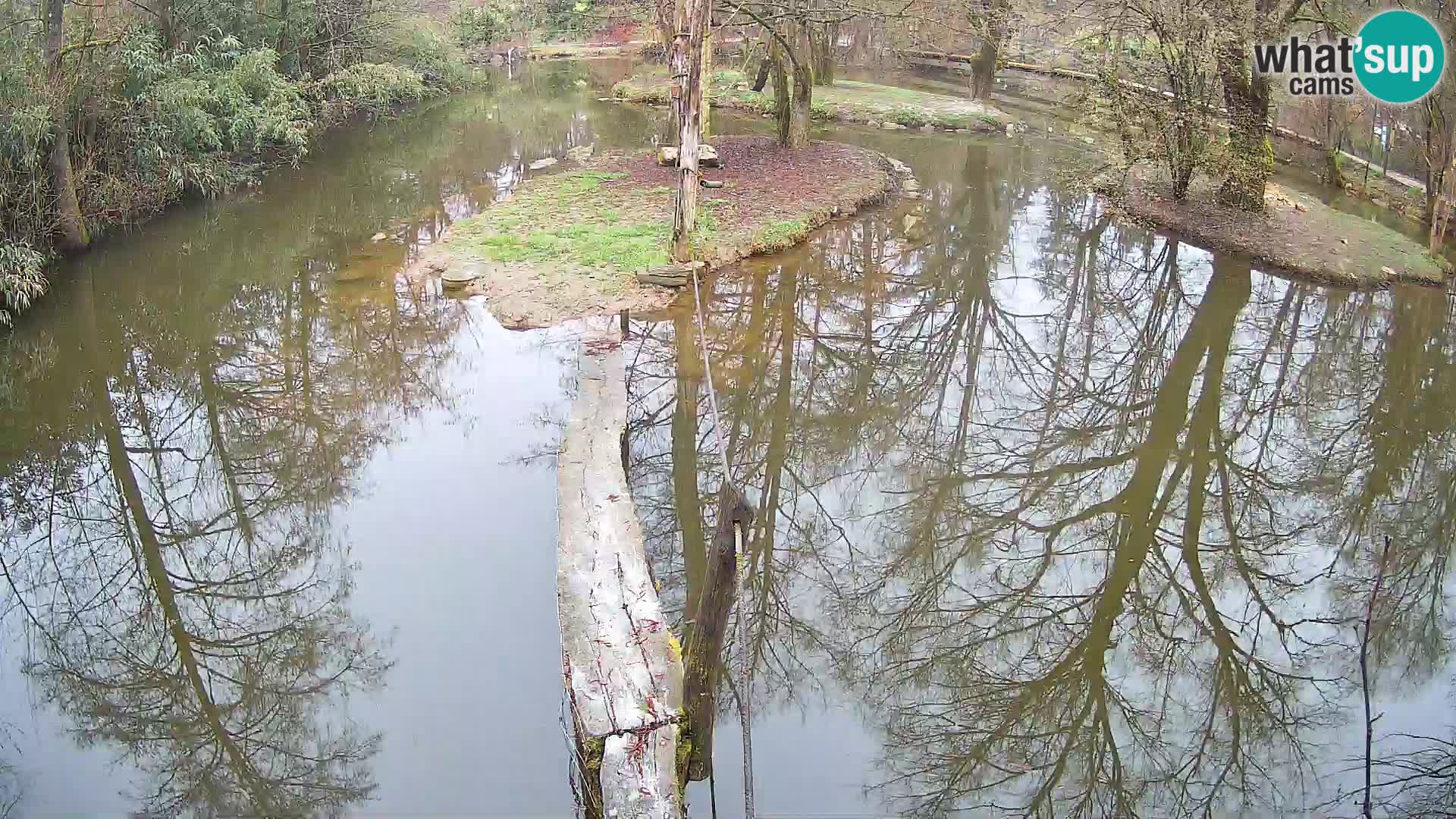 Vari noir et blanc – Ljubljana ZOO  livecam