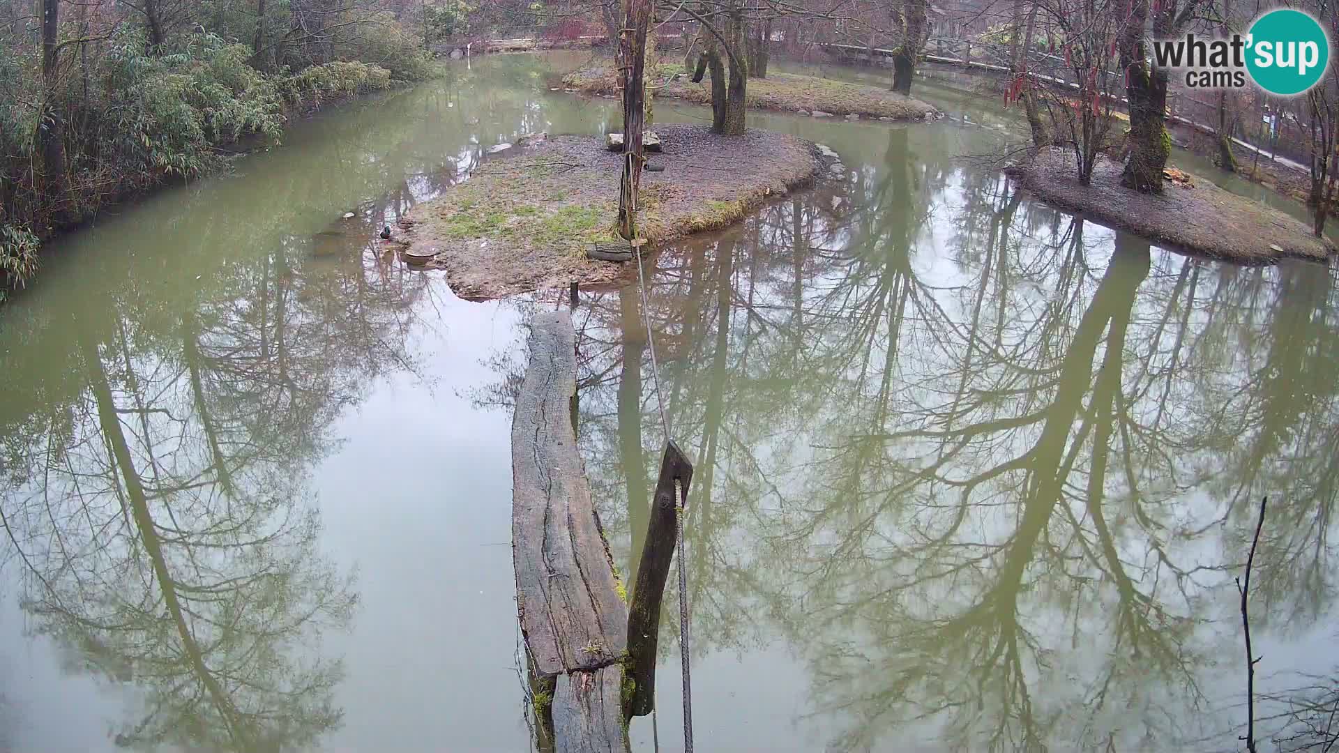 Black and white ruffed lemur Ljubljana Zoo live cam
