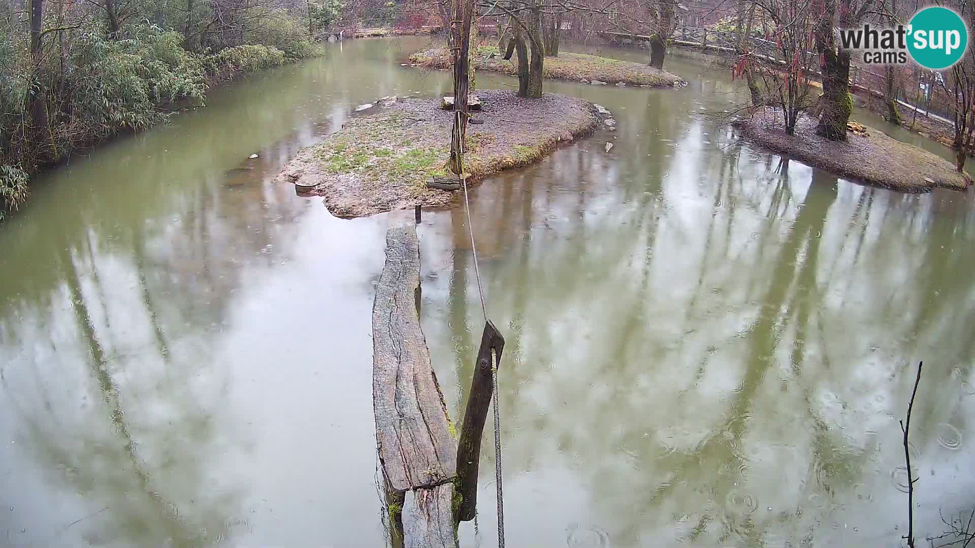 Vari bianconero Zoo Ljubljana webcam