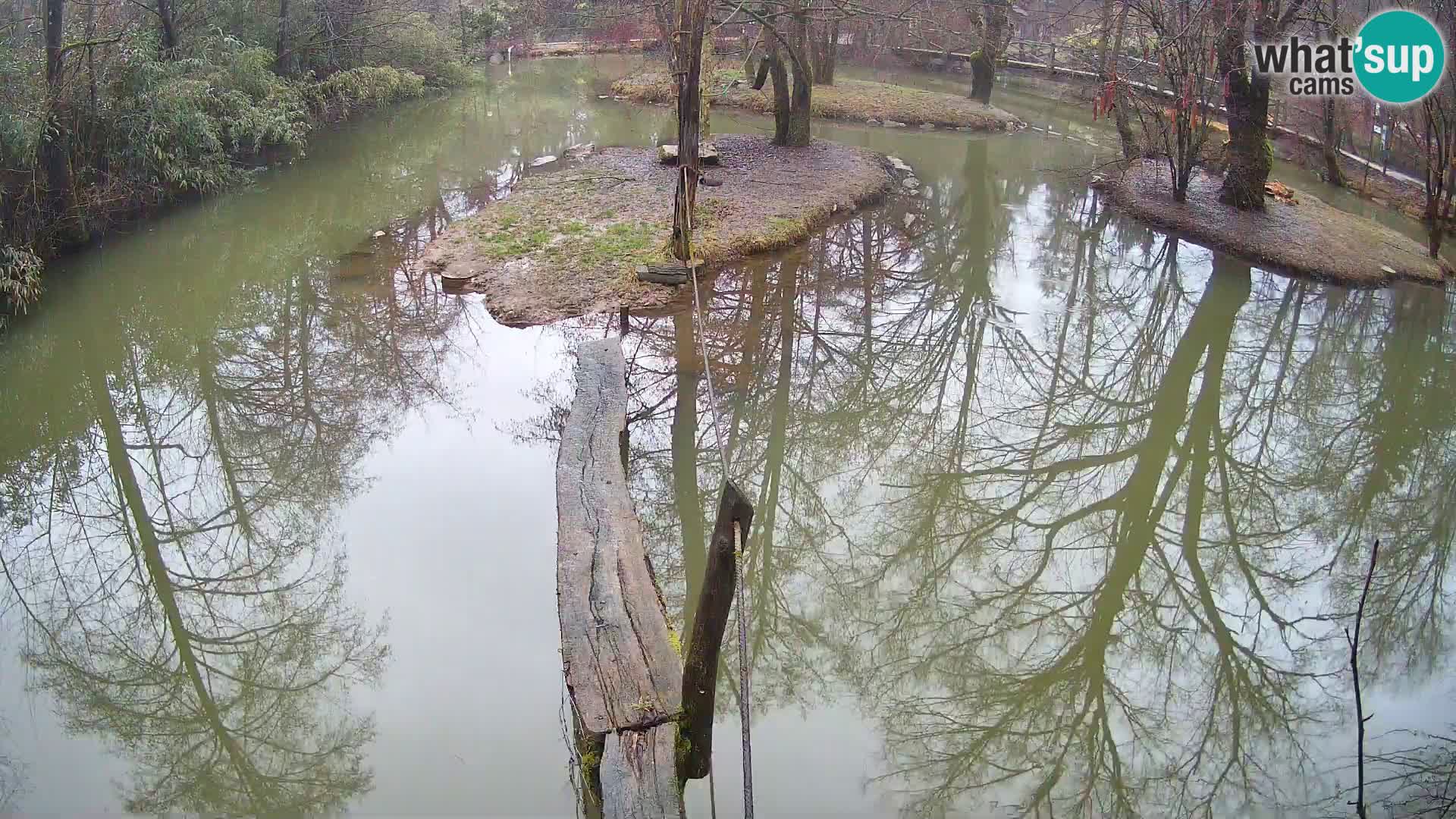 Vari bianconero Zoo Ljubljana webcam