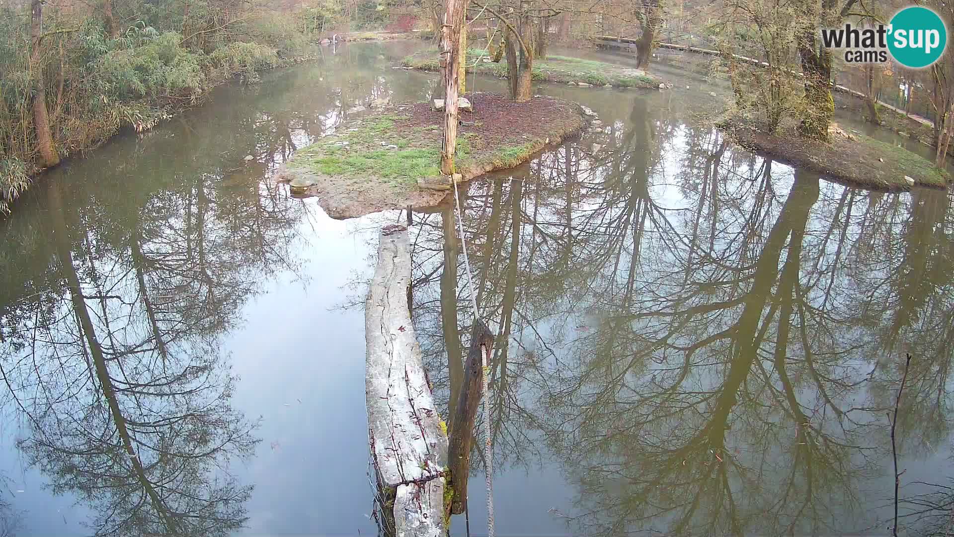 Lémur rufo blanco y negro – Ljubljana Zoo en vivo