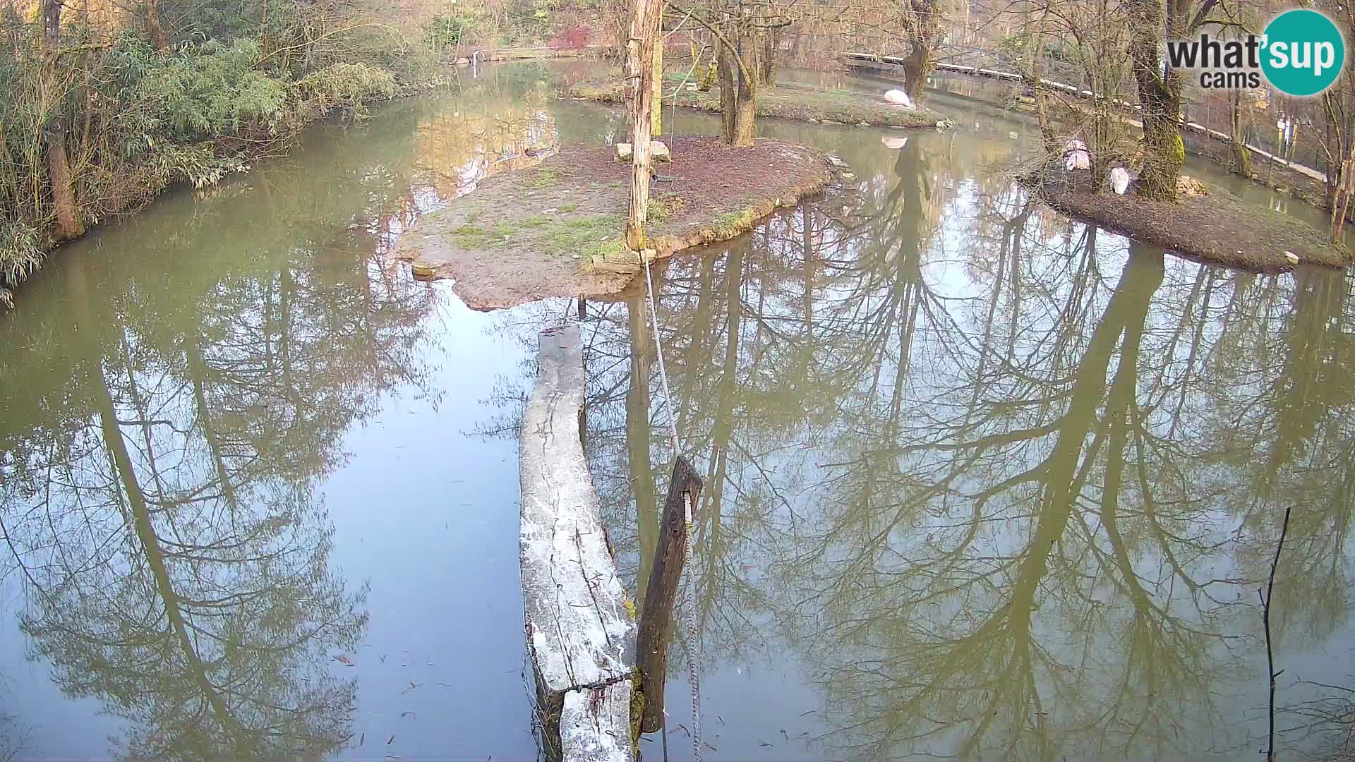 Lémur rufo blanco y negro – Ljubljana Zoo en vivo