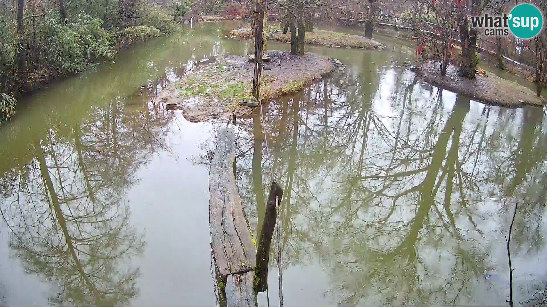 Lémur rufo blanco y negro – Ljubljana Zoo en vivo