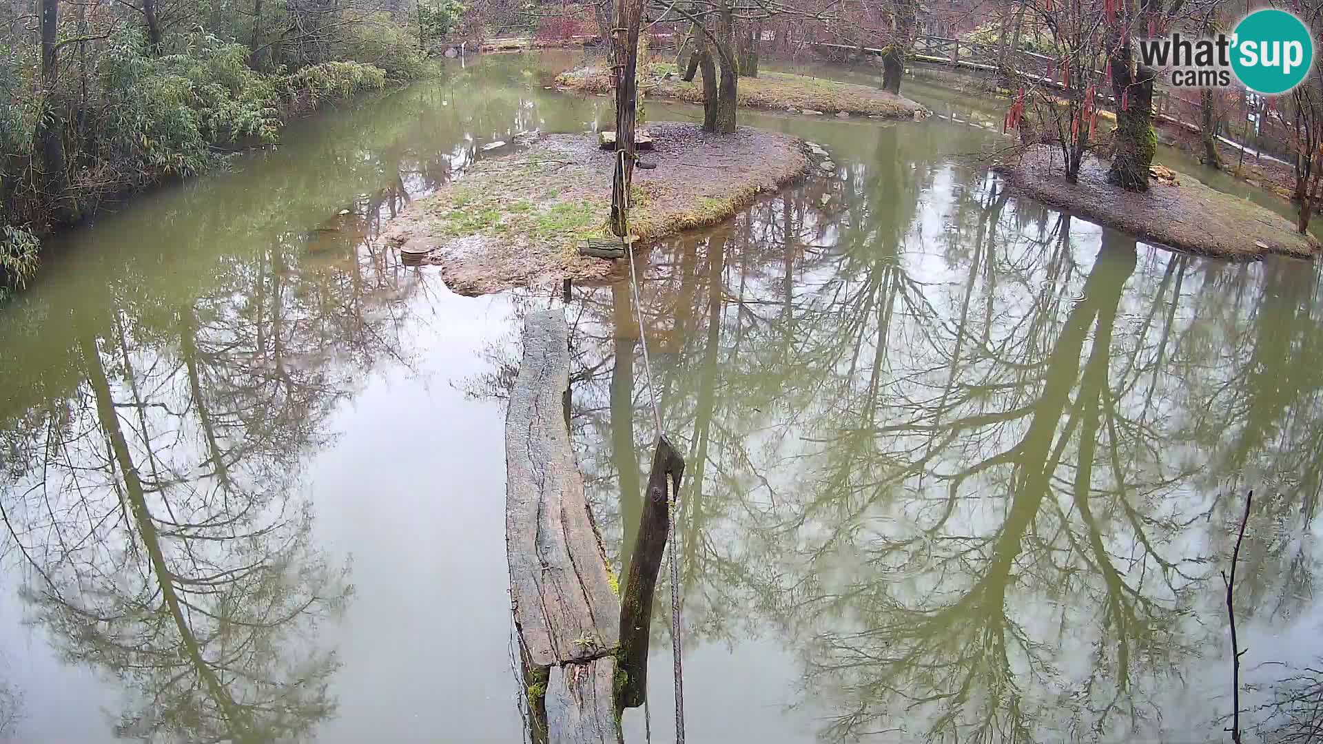 Navadni vari u živo – Ljubljana zoo