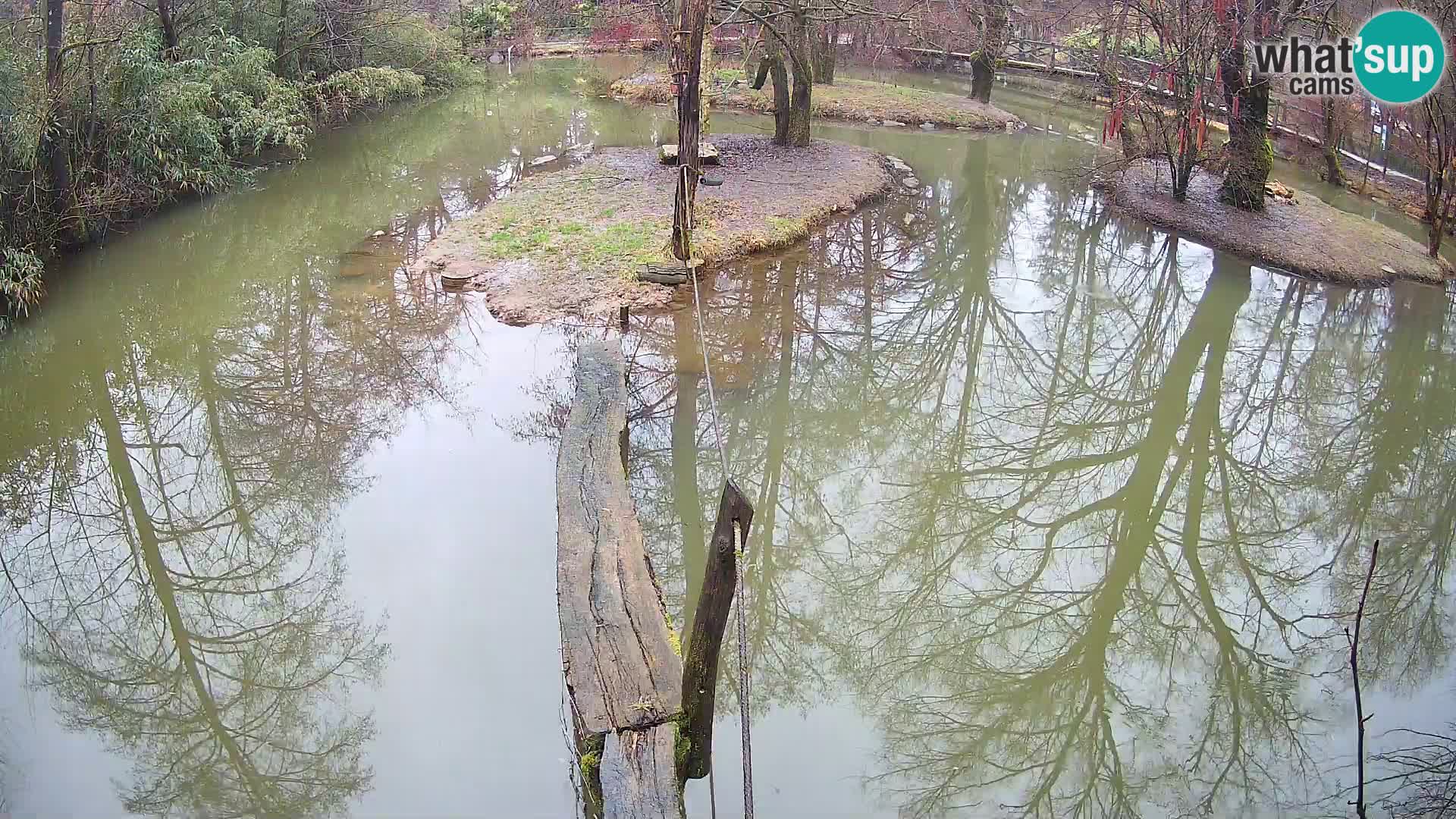 Navadni vari u živo – Ljubljana zoo